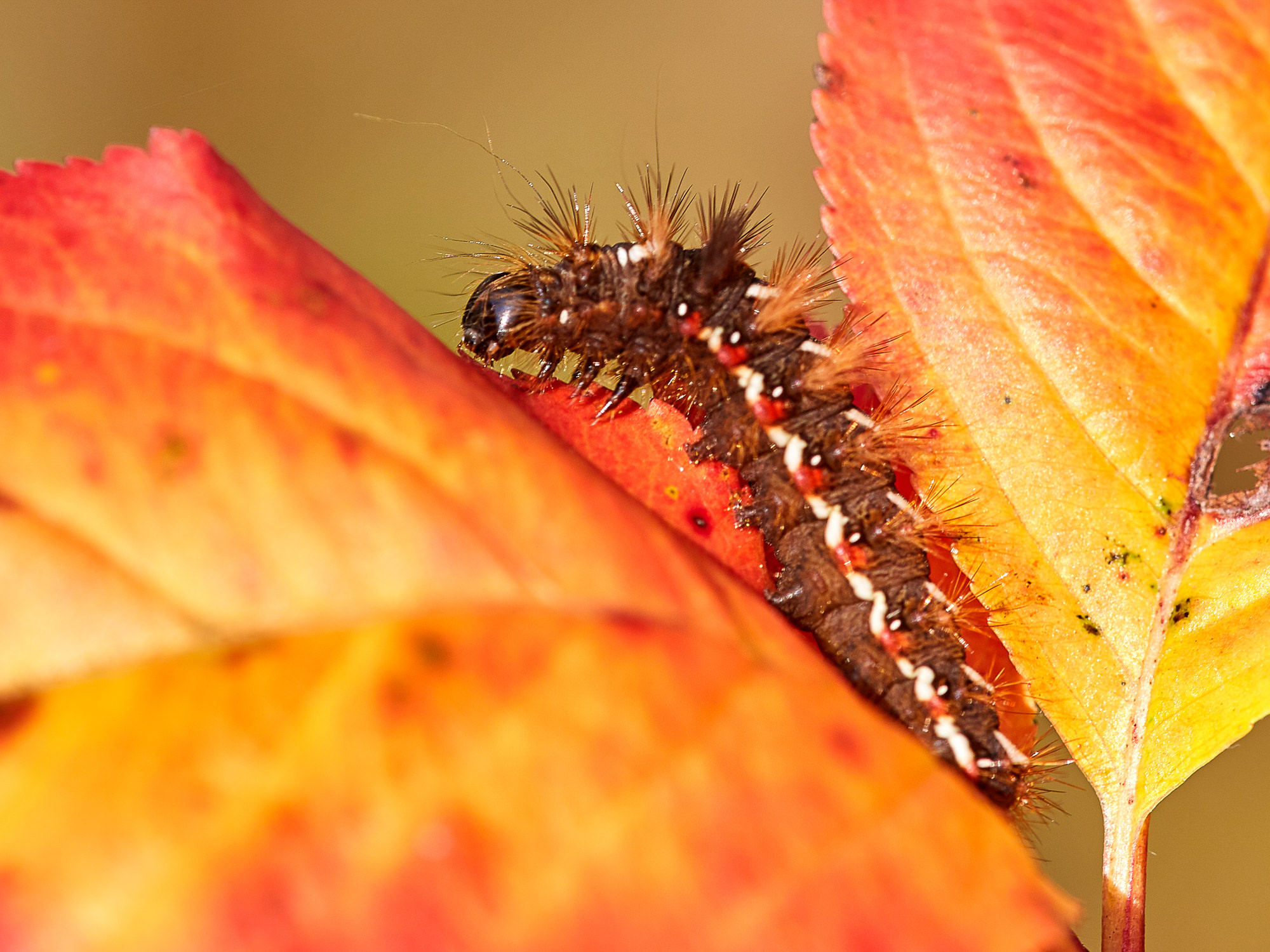 Raupe der Ampfer Rindeneule
