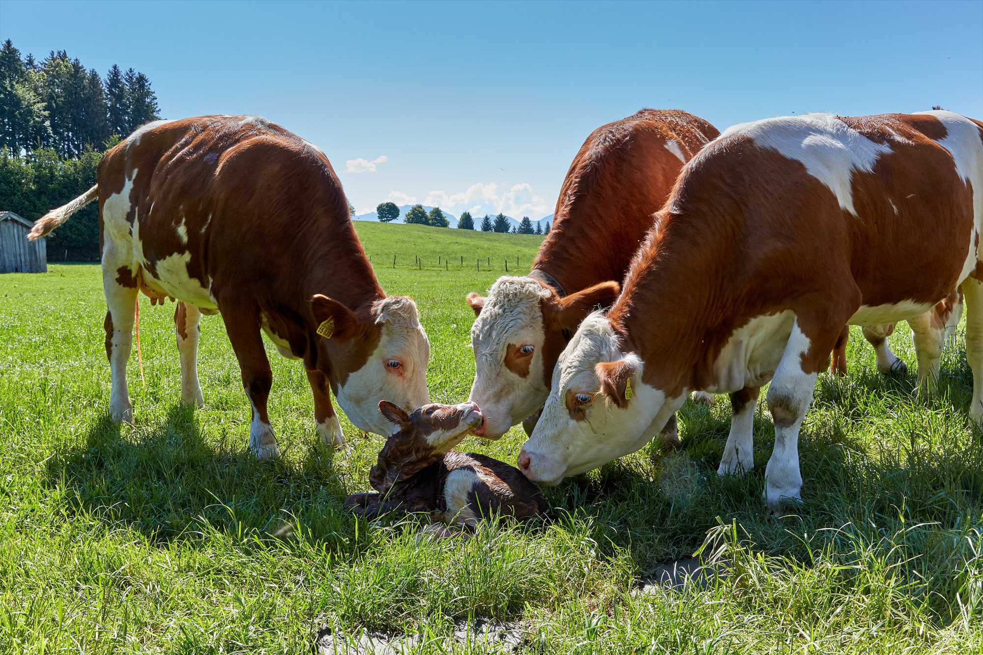 ein Kalb wurde geboren