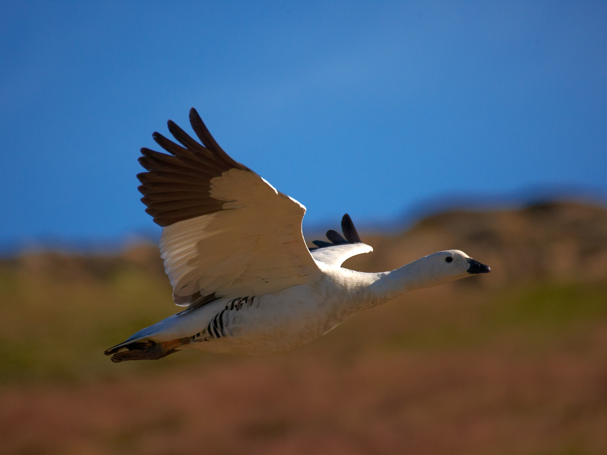 Magellan Gans (Henne)
