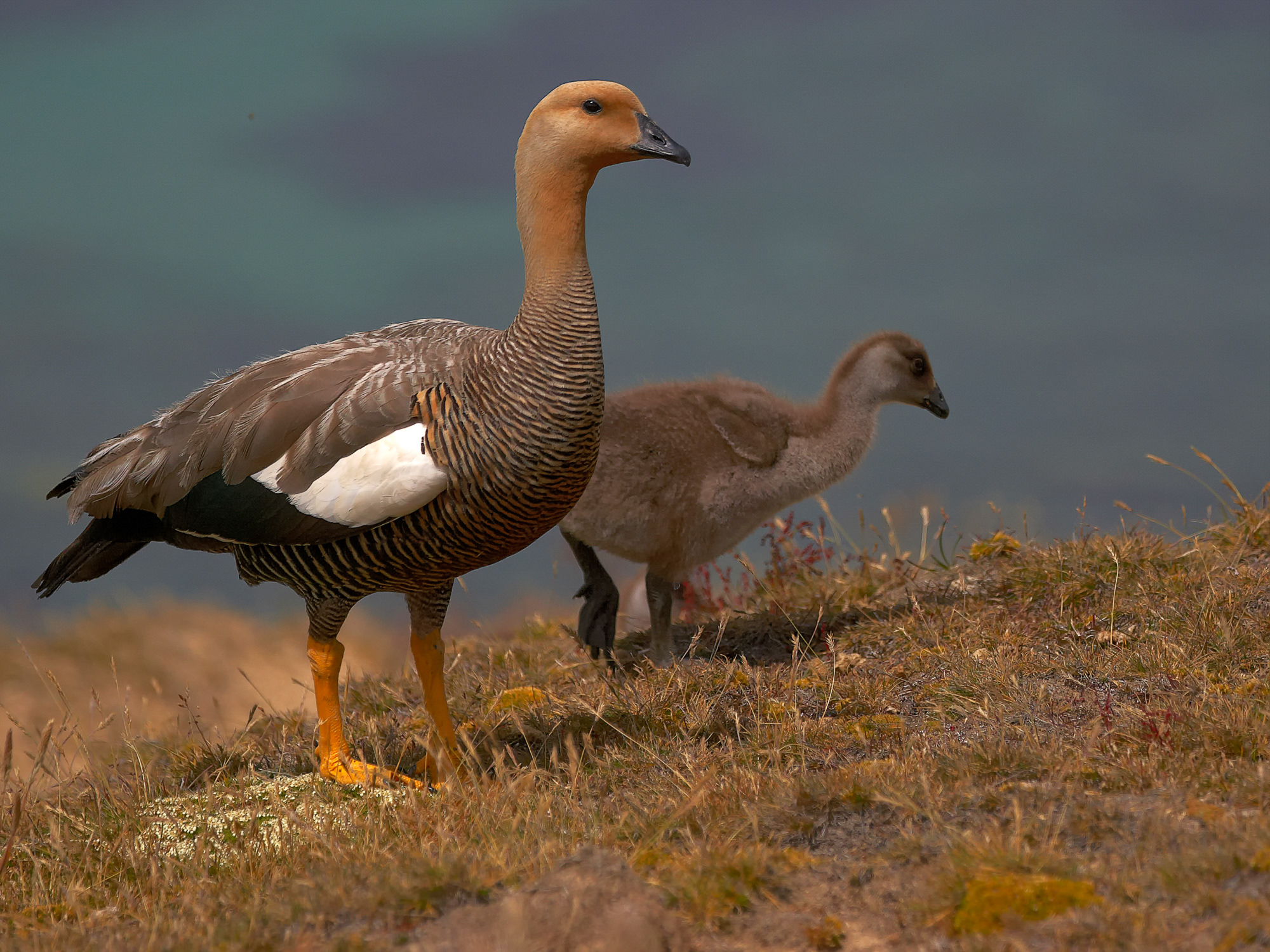 Magellan Gans (Hahn)