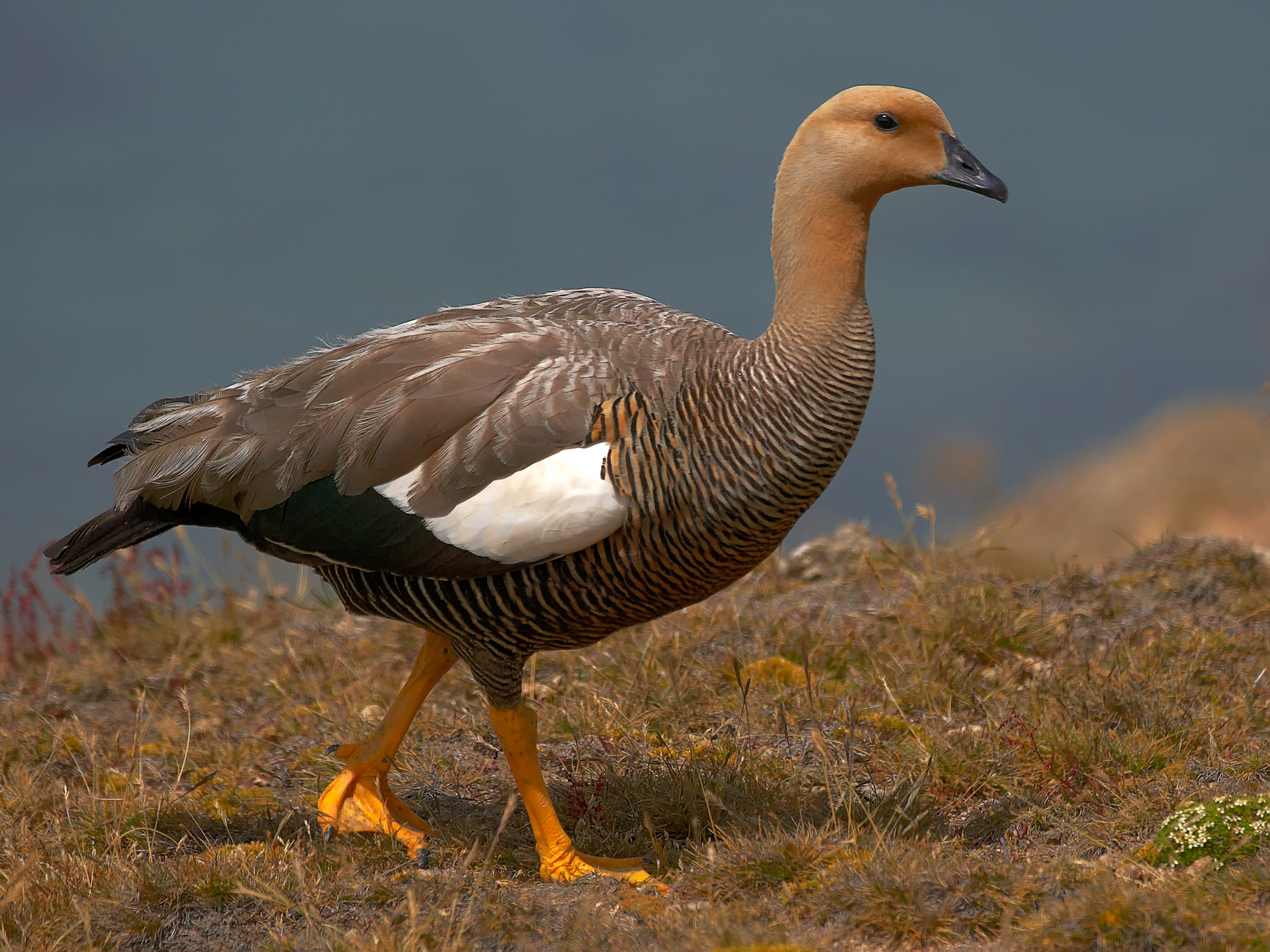 Magellan Gans (Hahn)