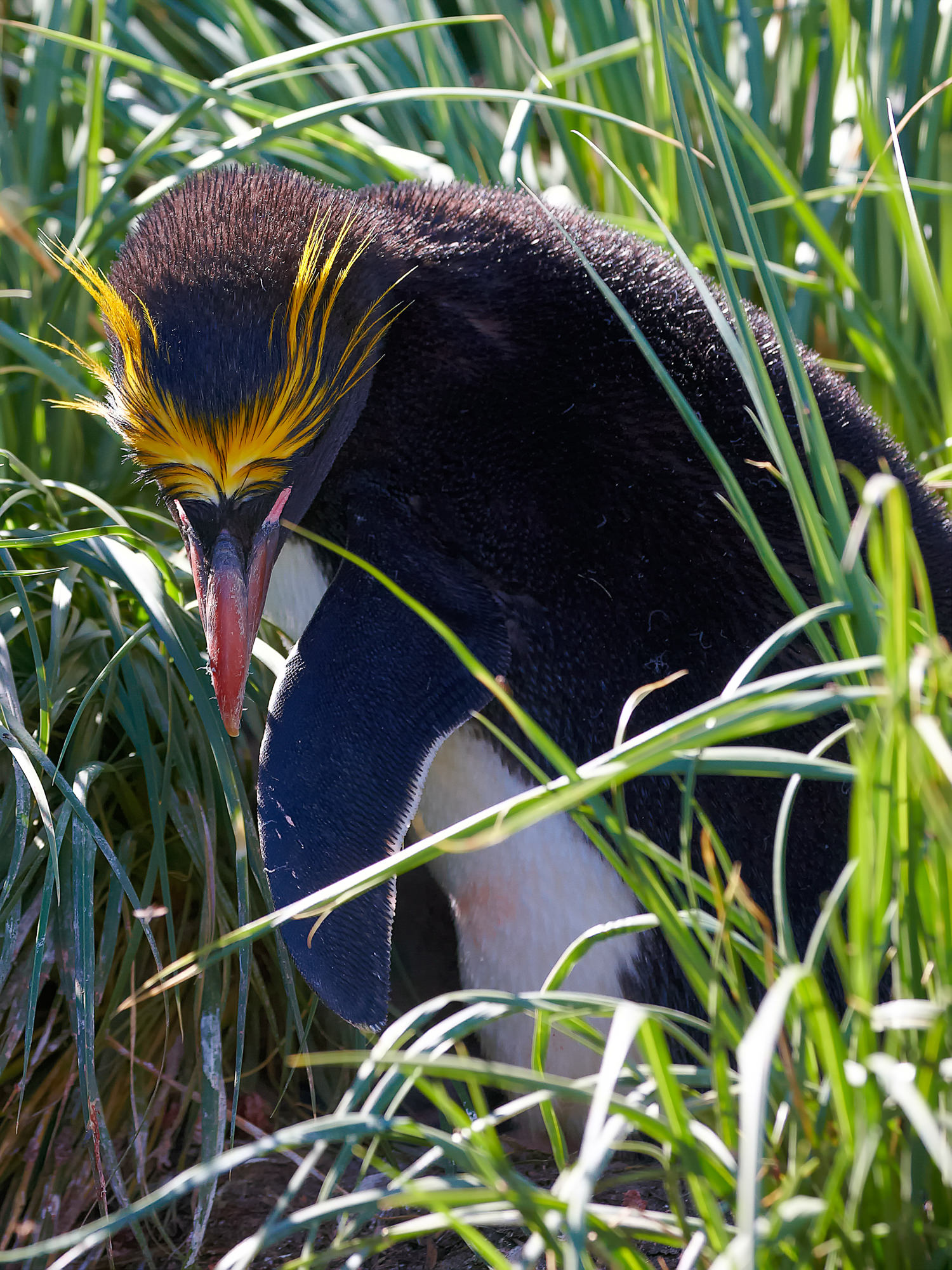 Goldschopfpinguin