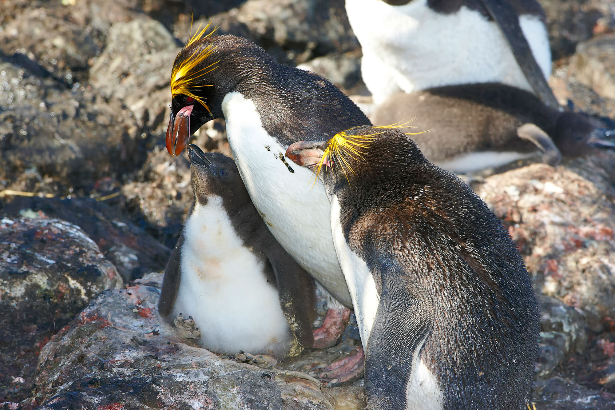 Goldschopfpinguine