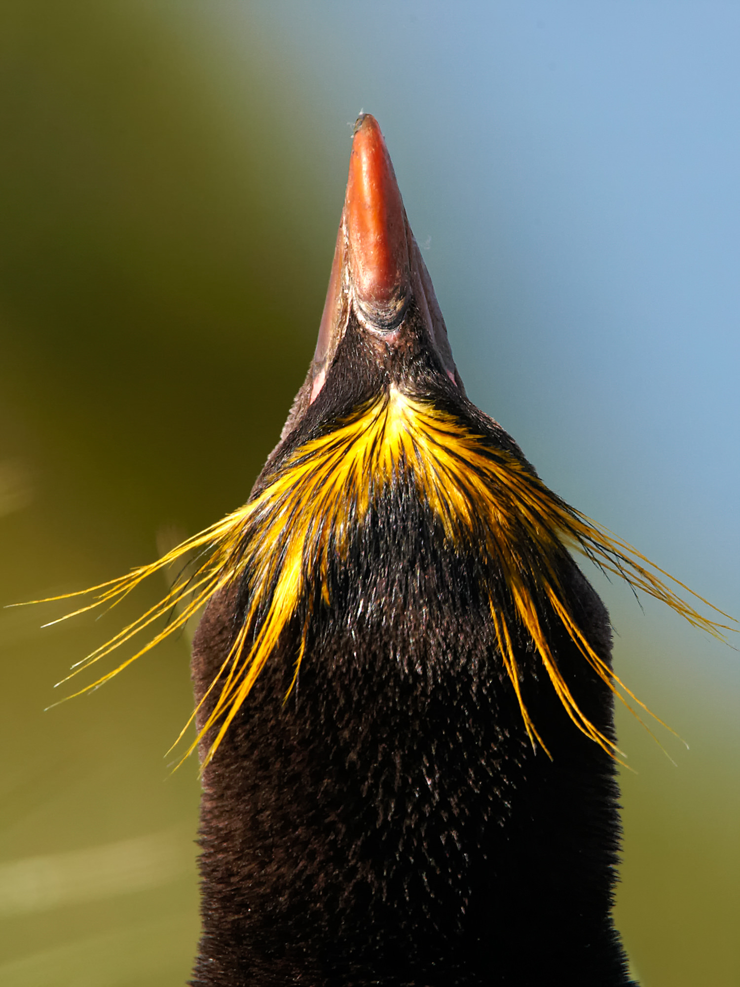 Goldschopfpinguin