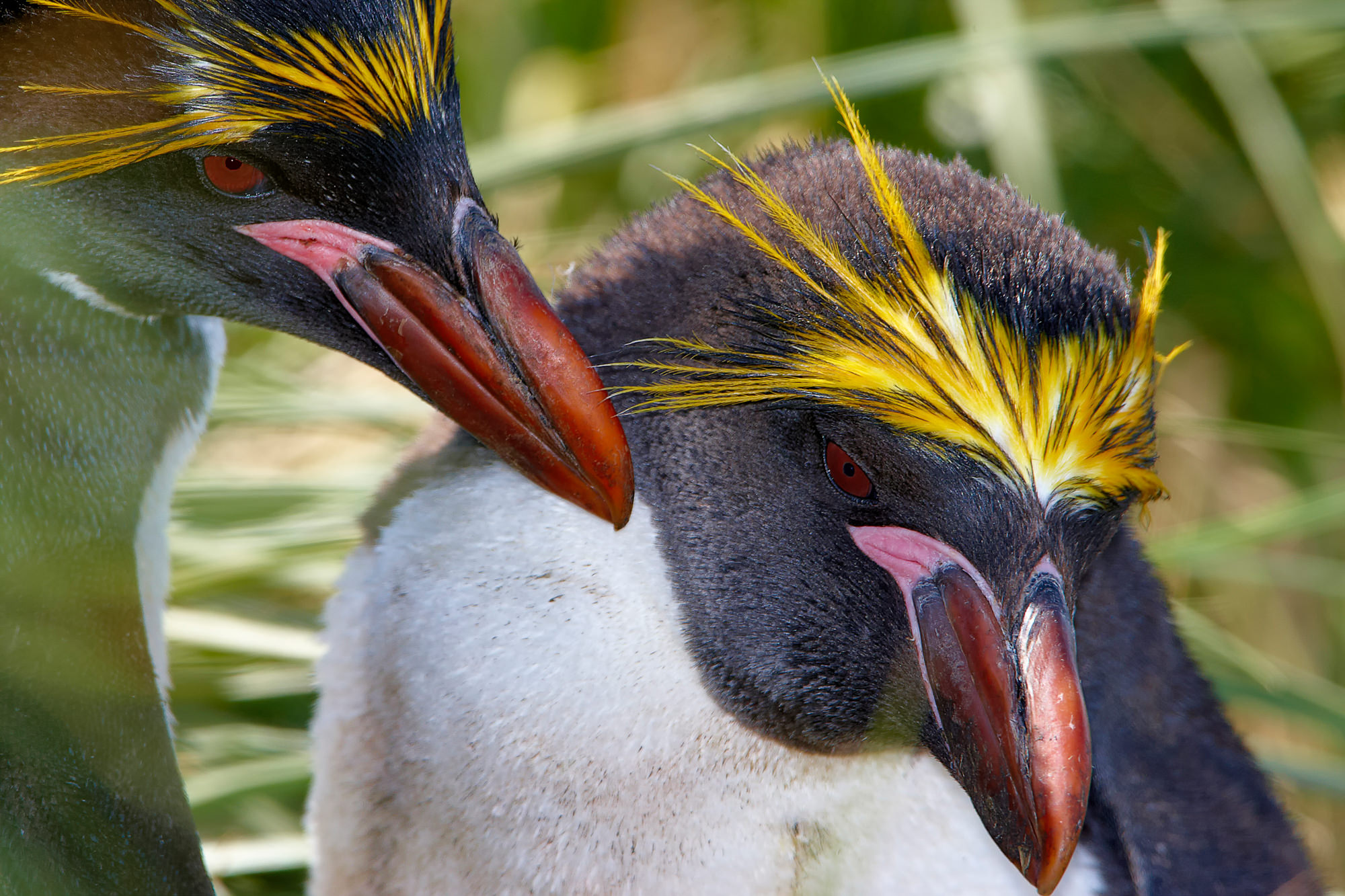 Goldschopfpinguin
