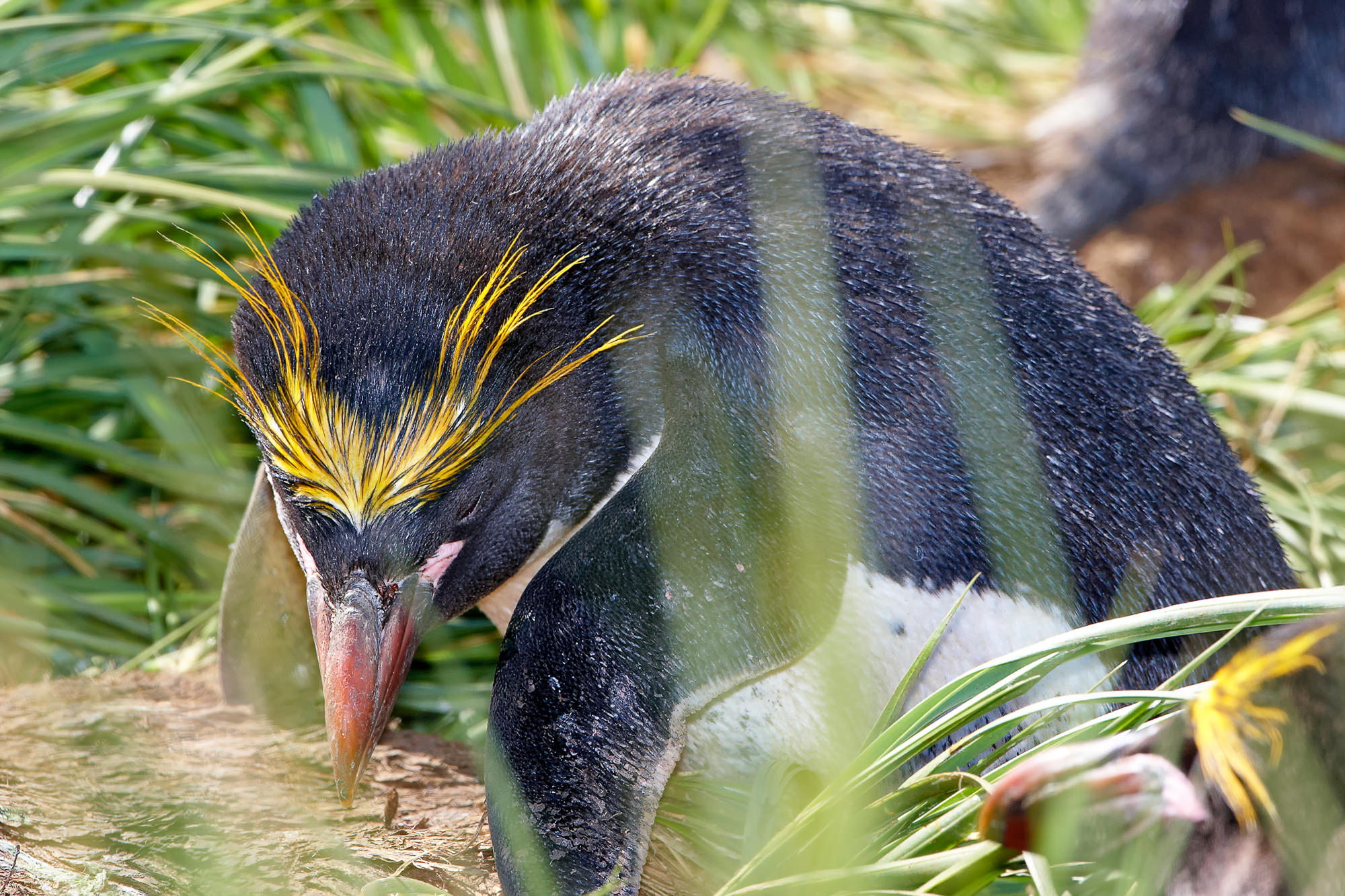 Goldschopfpinguin