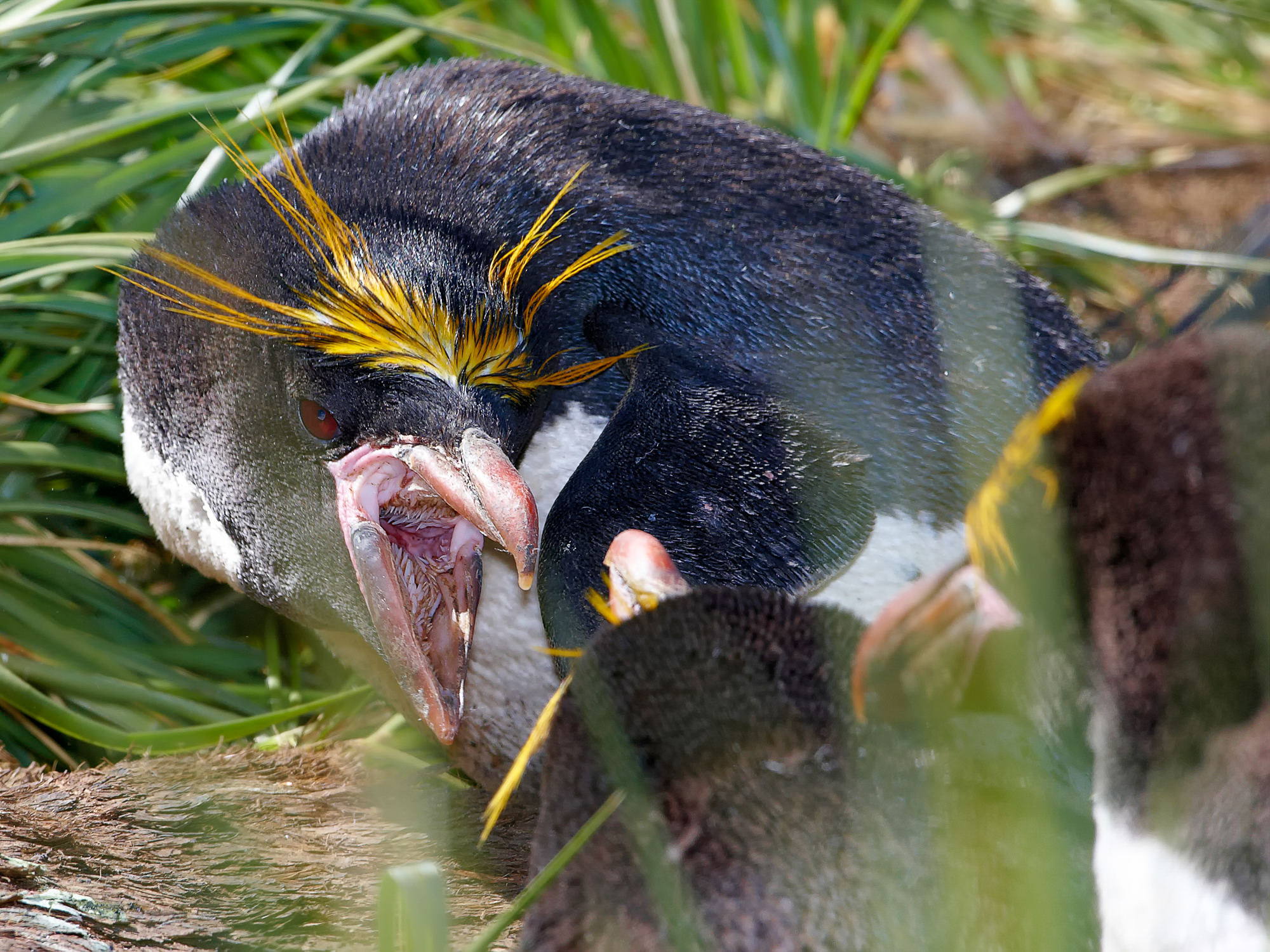 Goldschopfpinguine