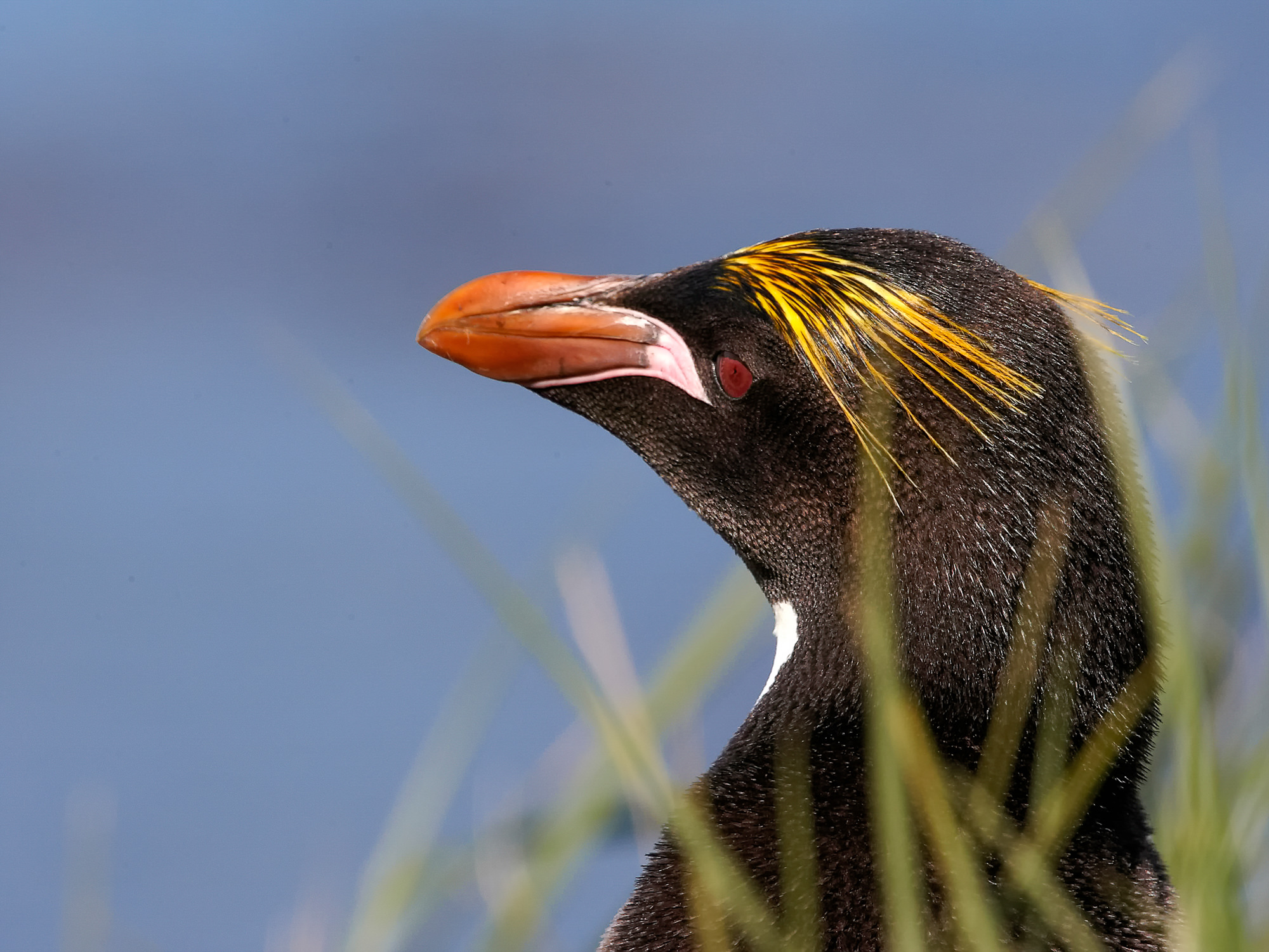 Goldschopfpinguin
