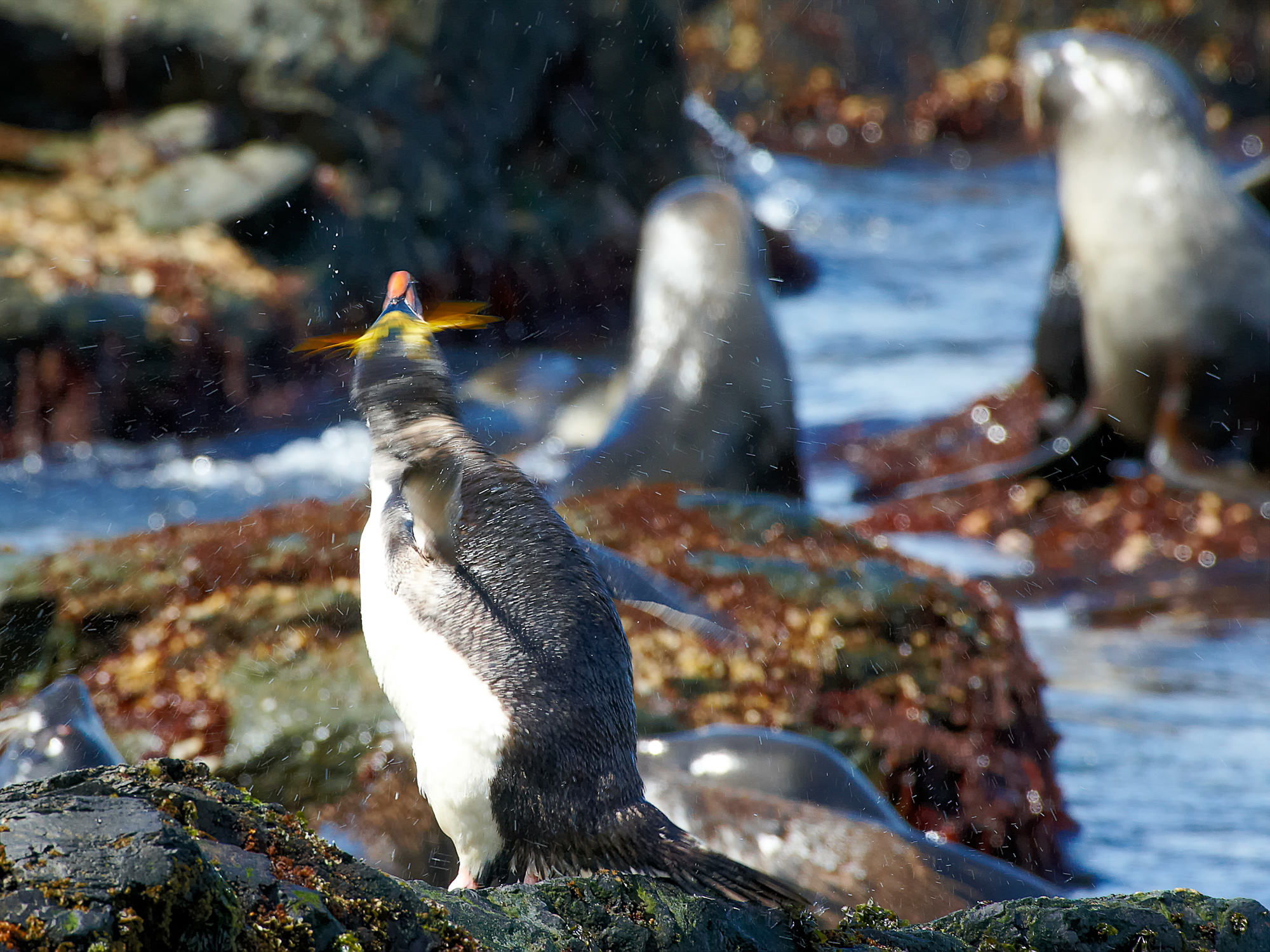 Goldschopfpinguin