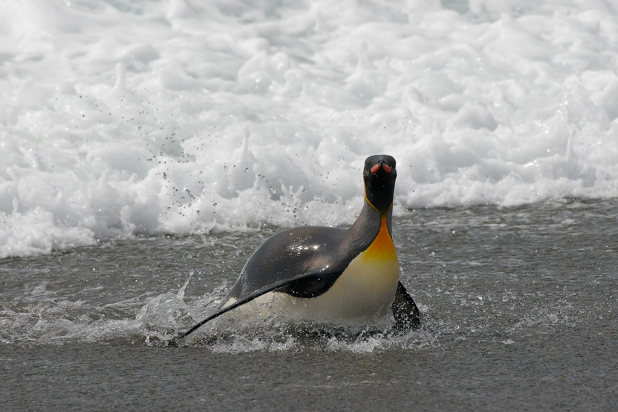 Königspinguin