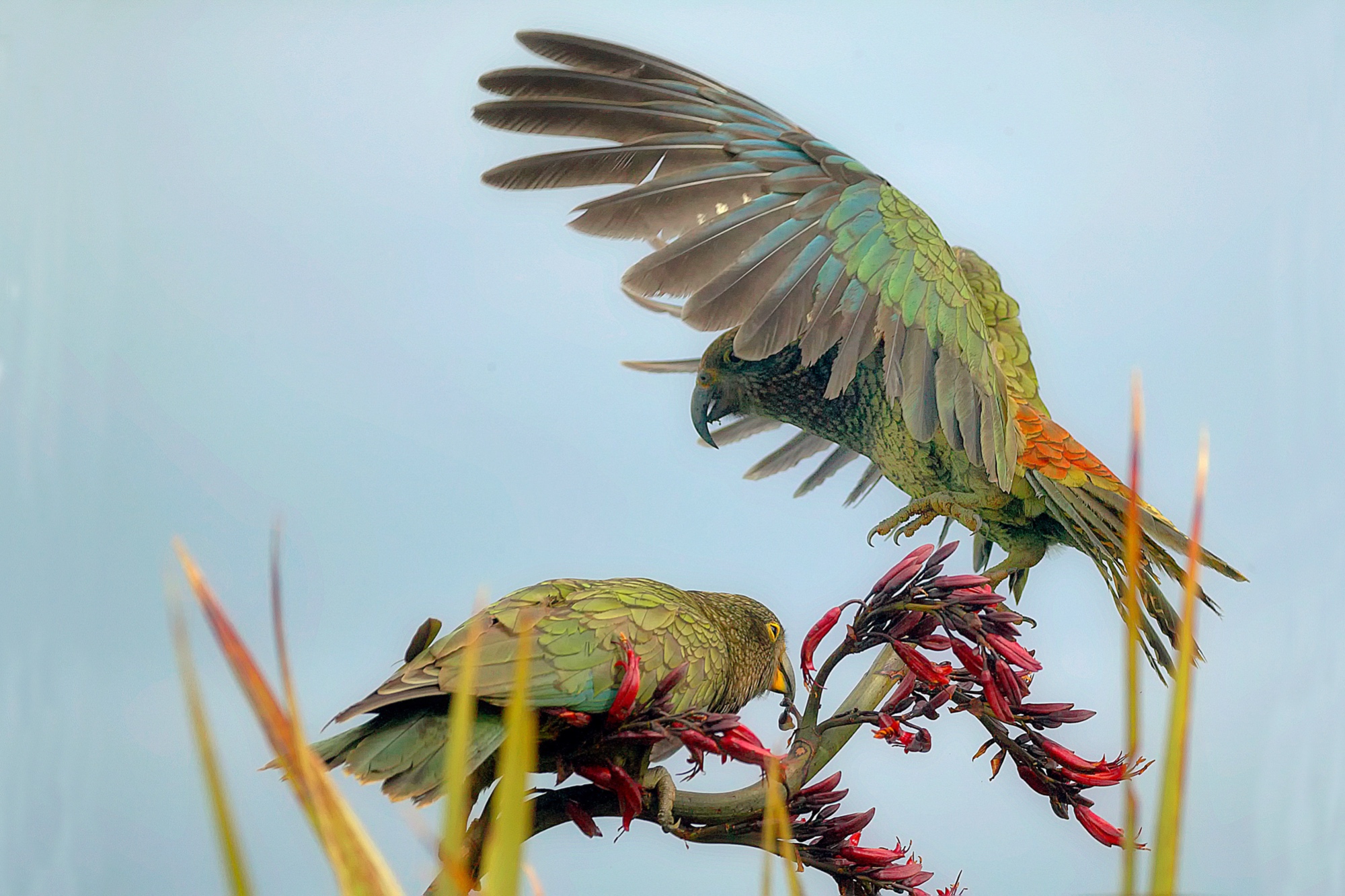 Kea
