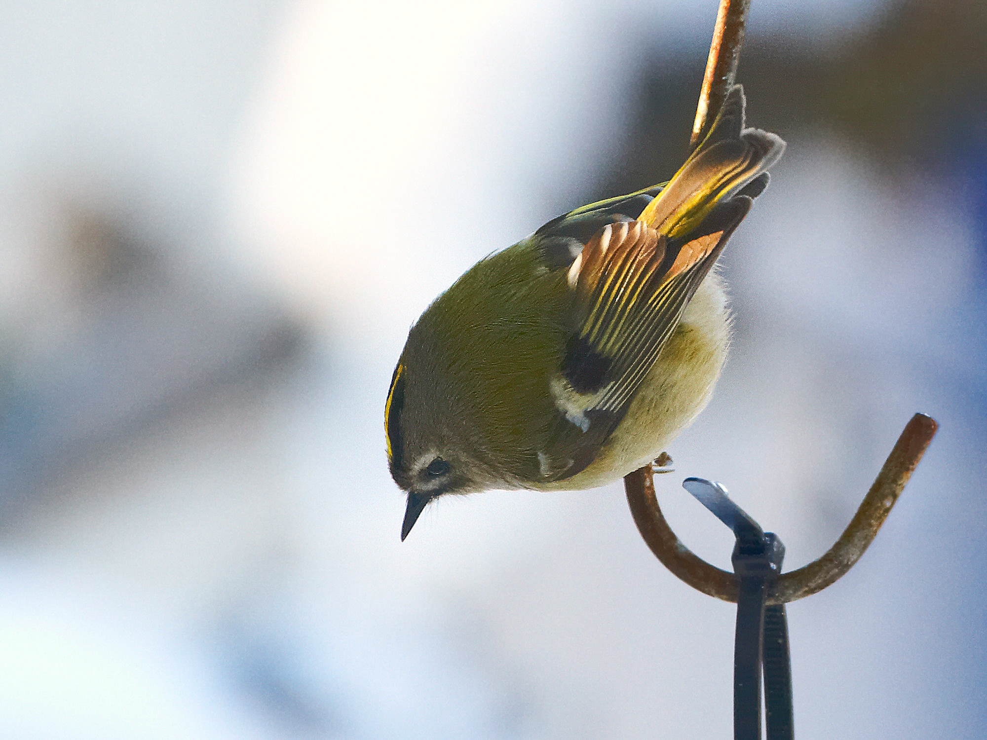 Wintergoldhähnchen