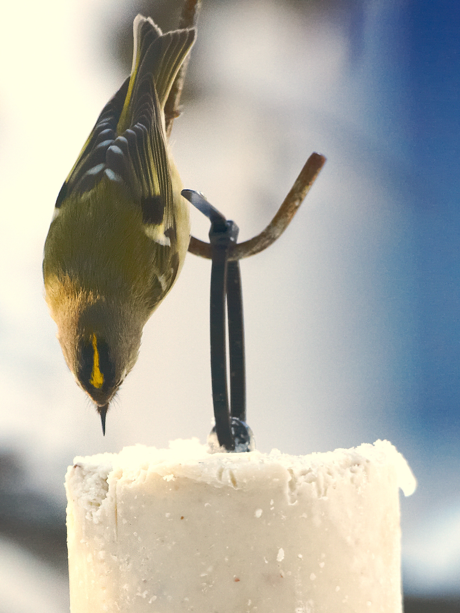 Wintergoldhähnchen