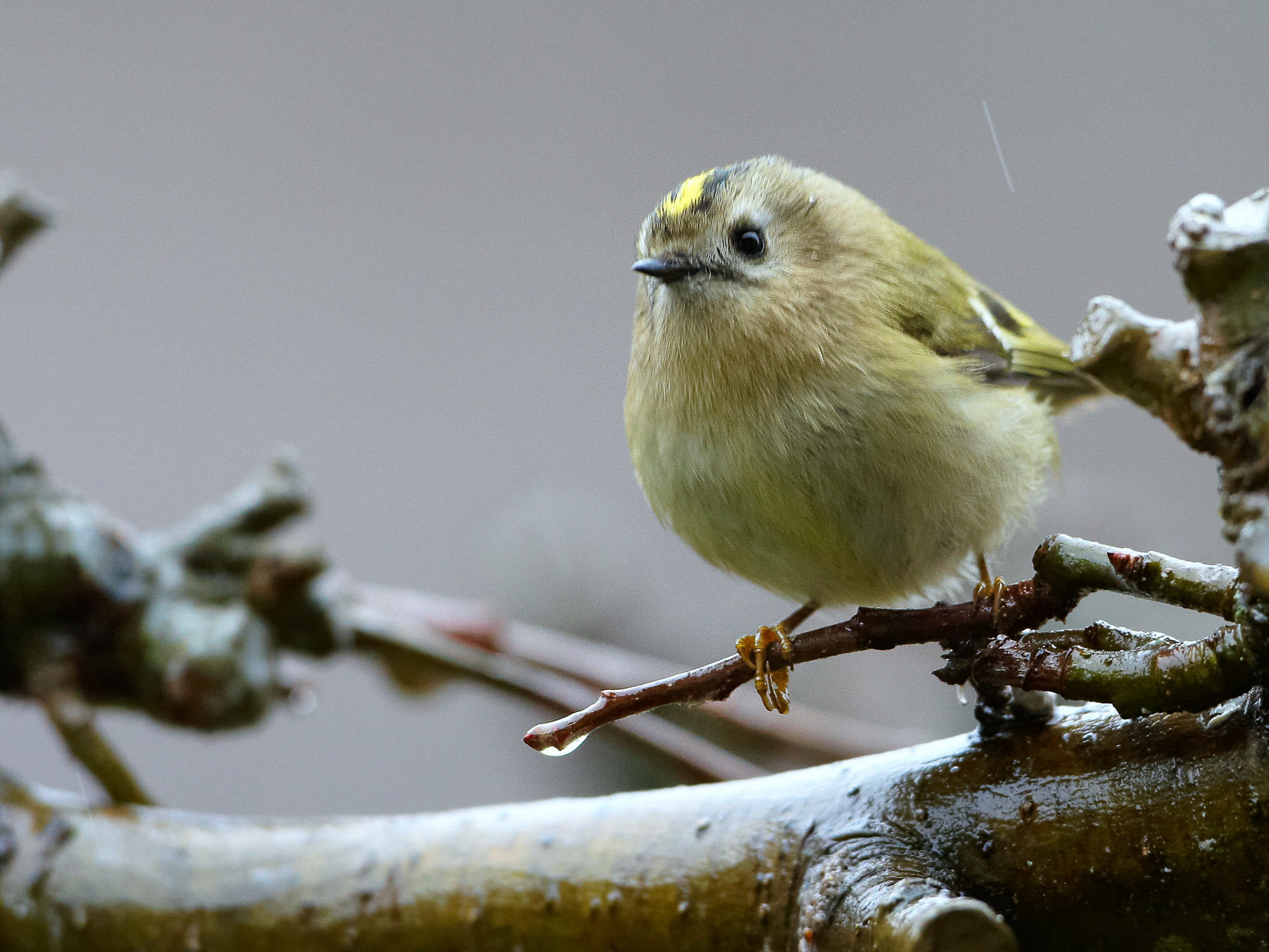 Wintergoldhähnchen