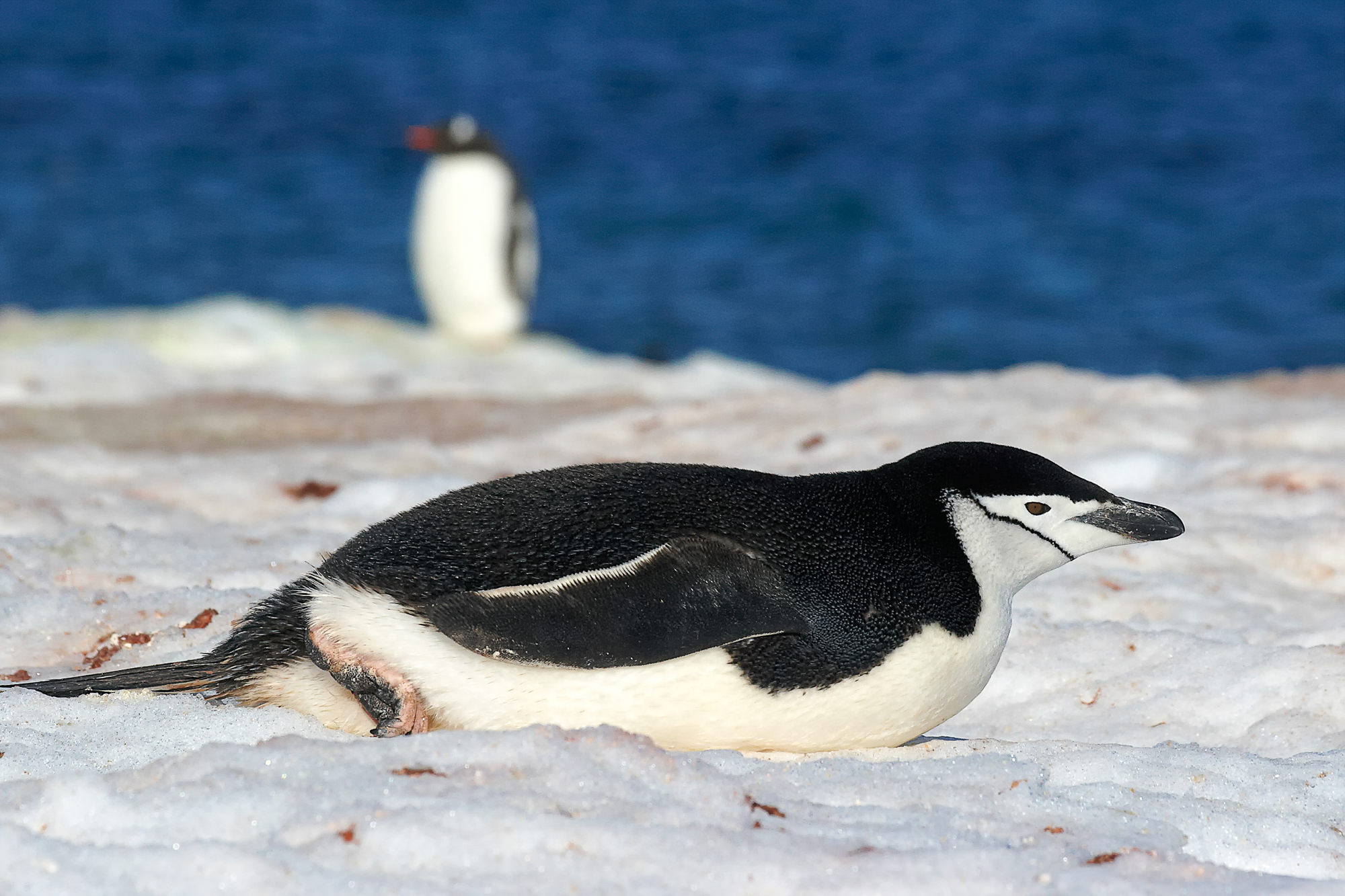 Zügelpinguin
