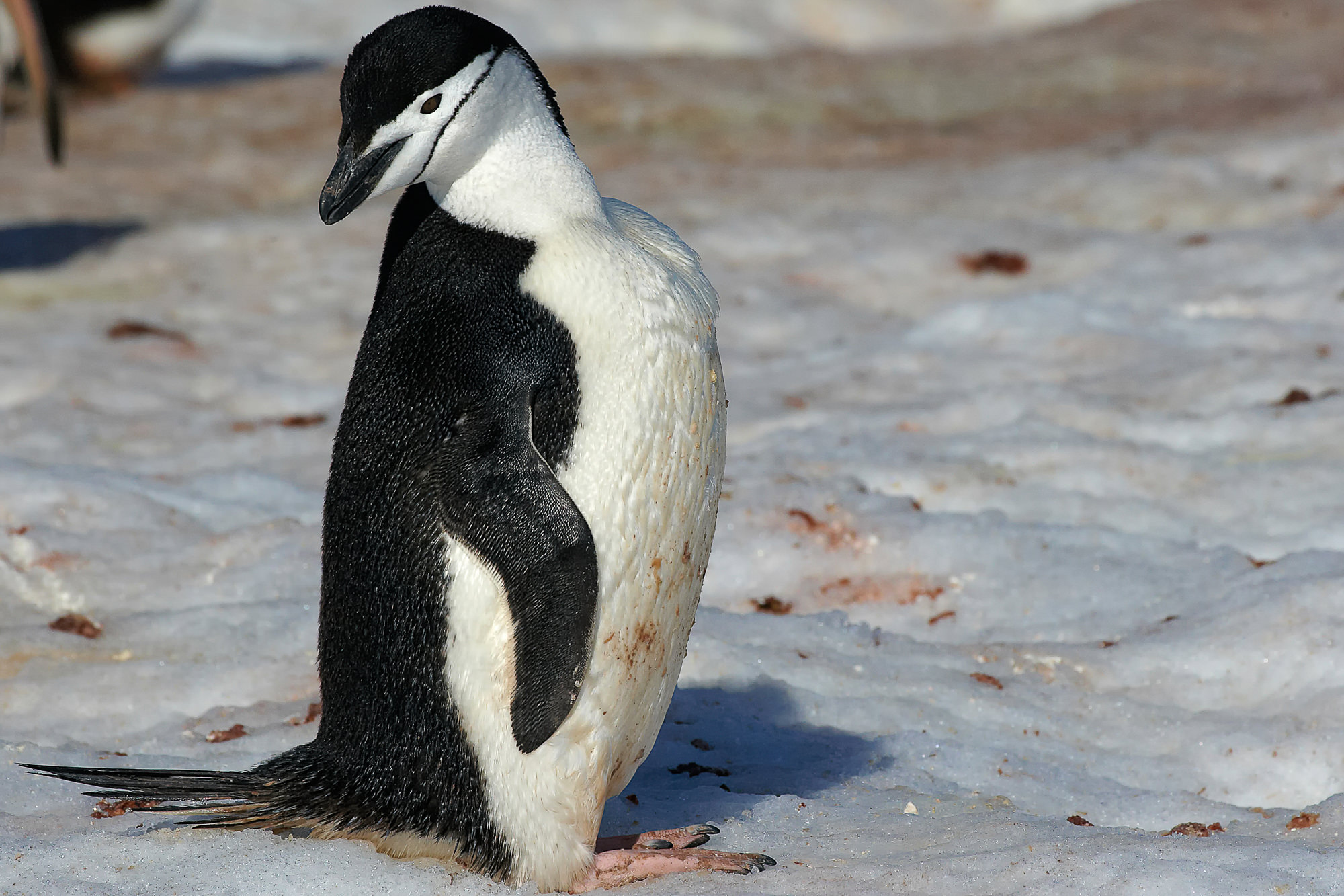 Zügelpinguin