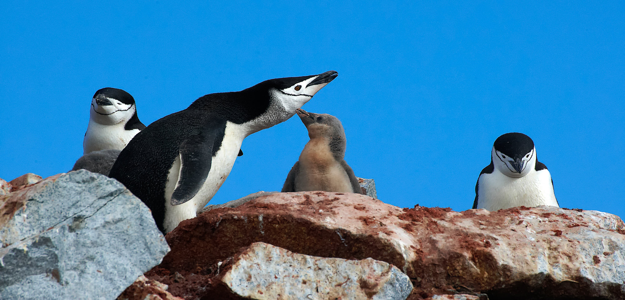 Zügelpinguin mit Küken