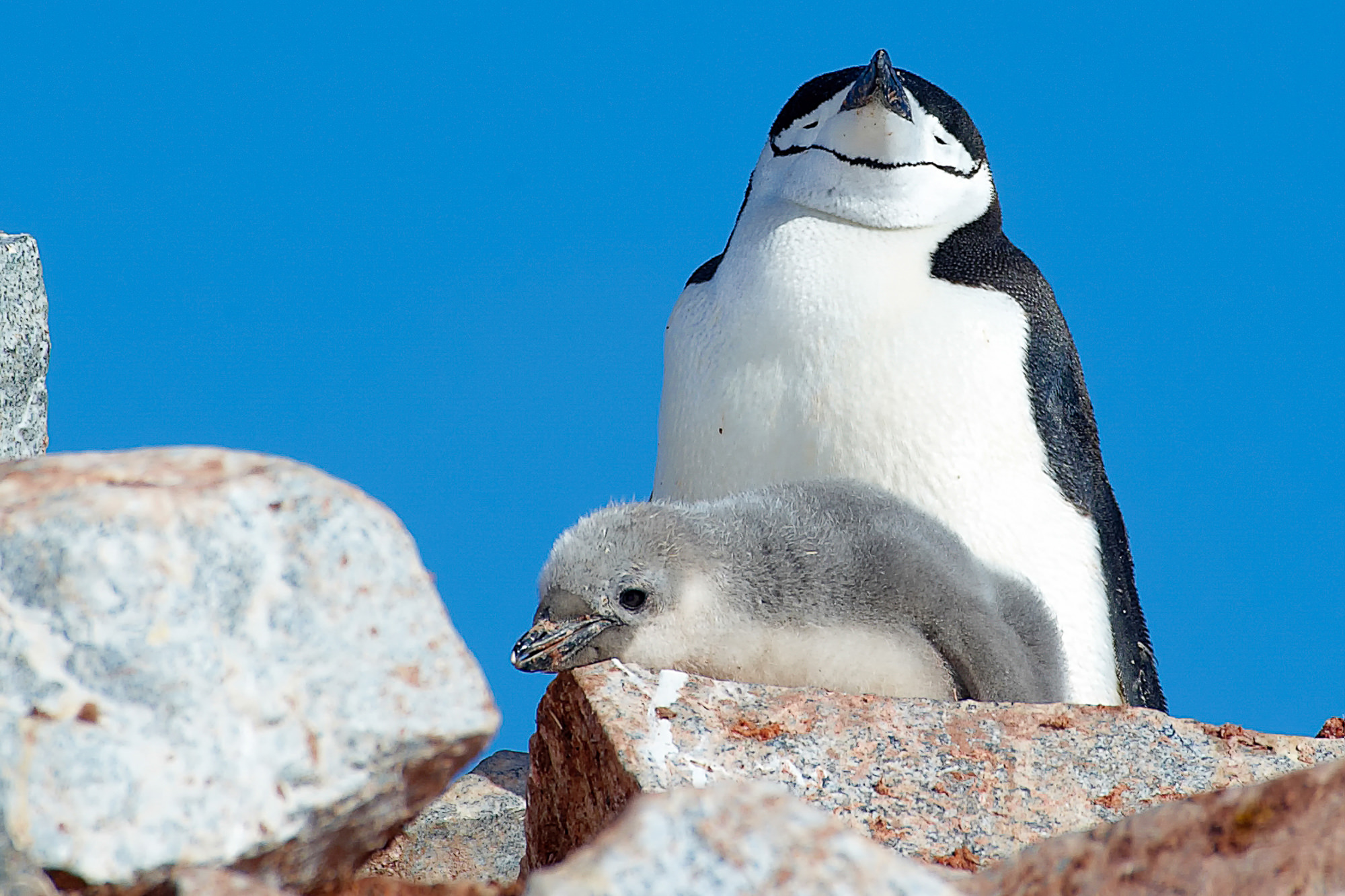 Zügelpinguin mit Küken
