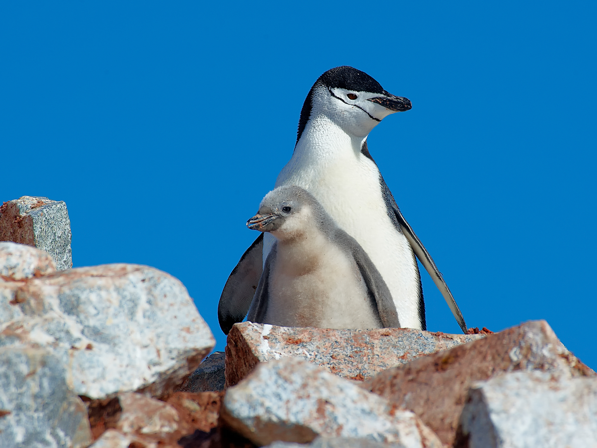 Zügelpinguin mit Küken