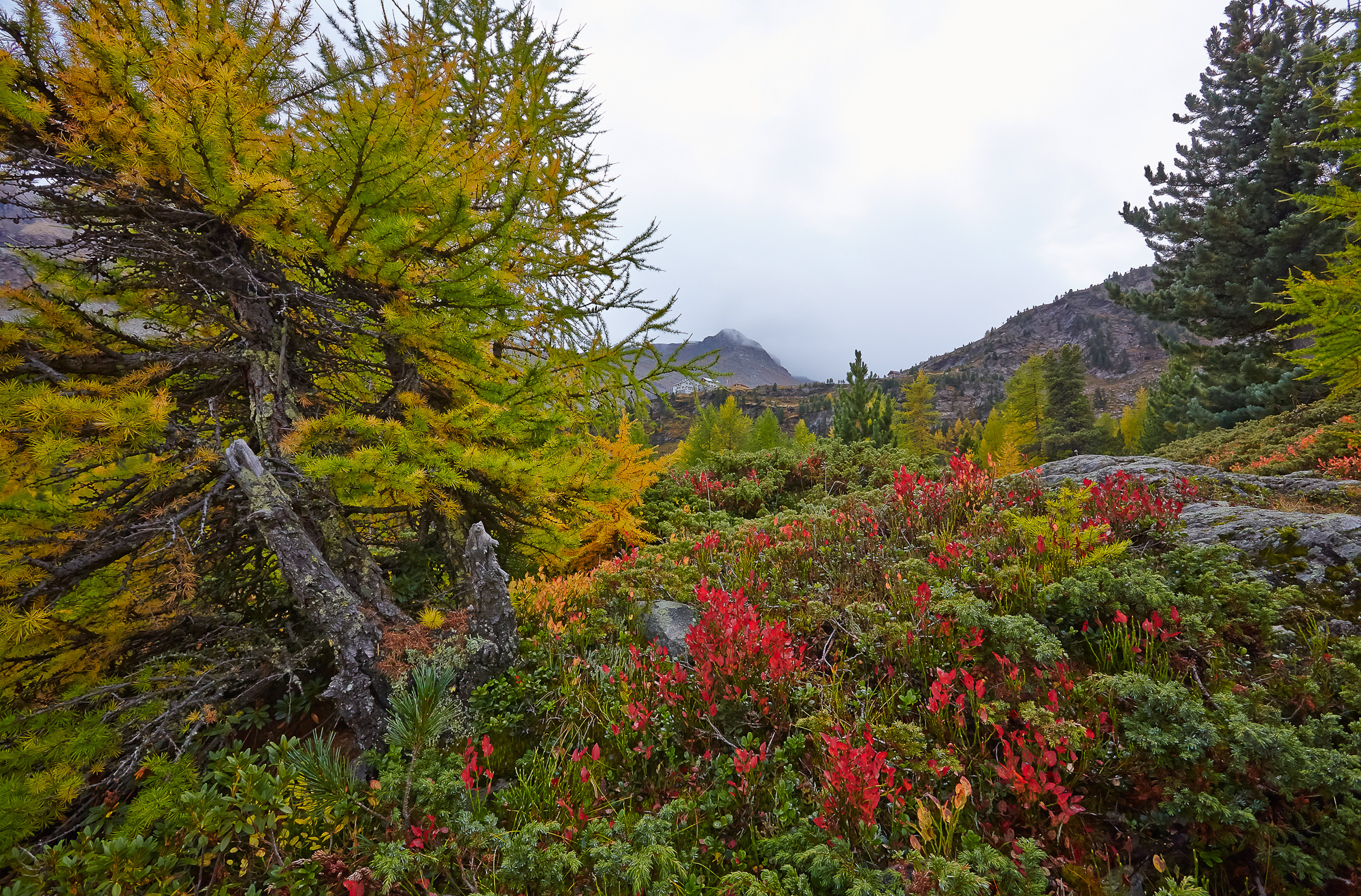 Alpenrosen, Südtirol