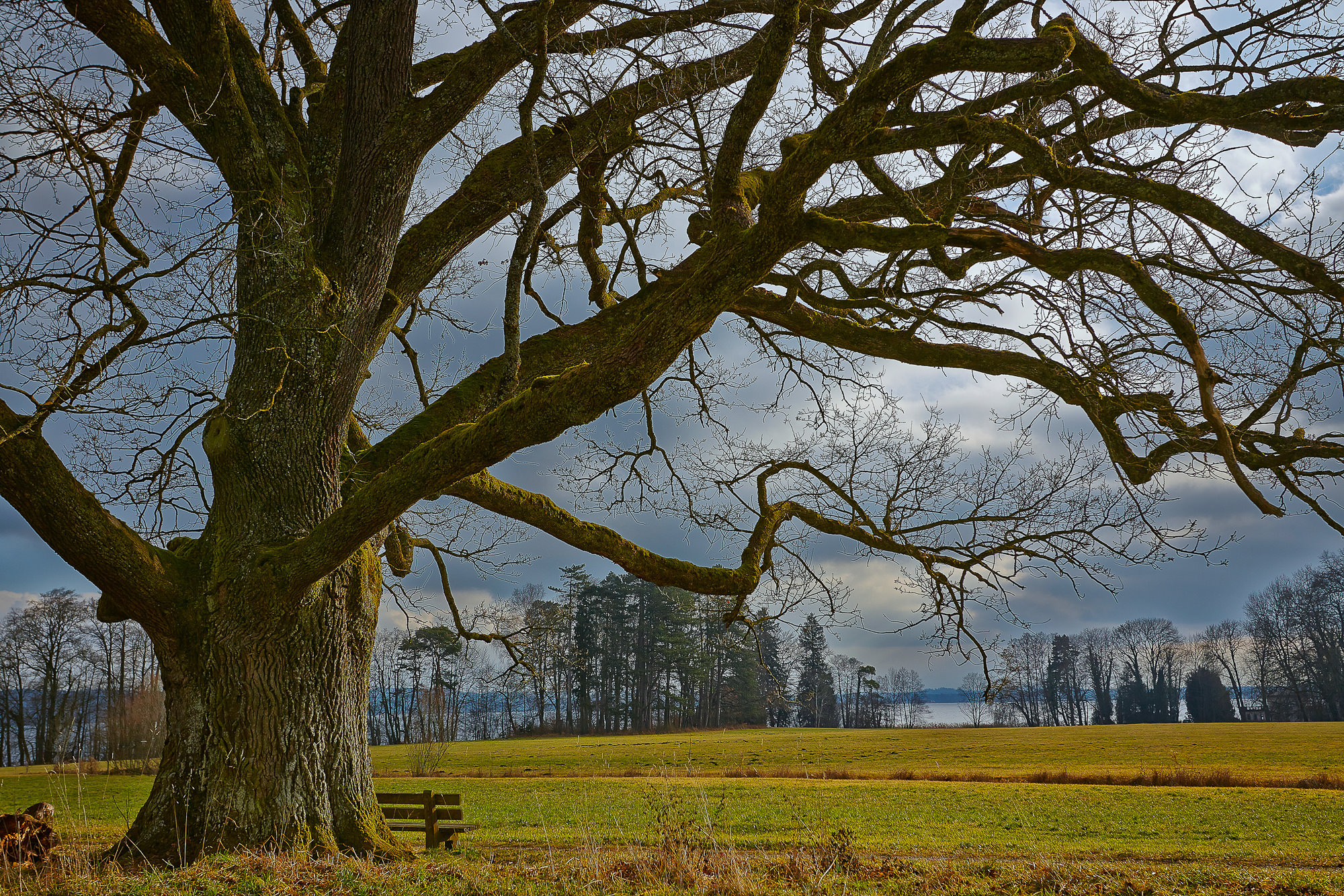 alte Eiche