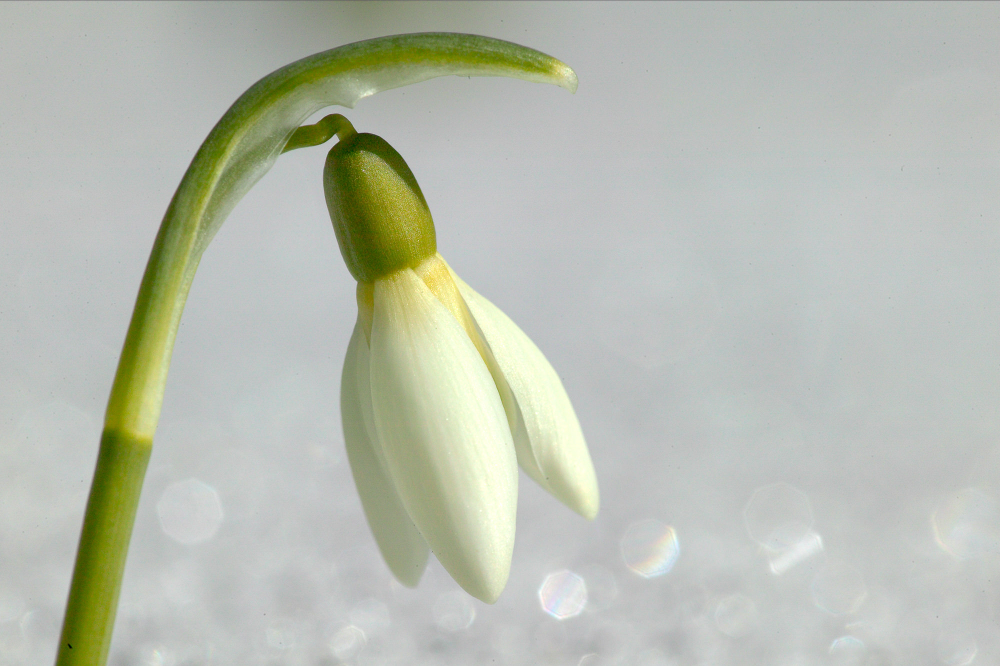 Schneeglöckchen Galanthus