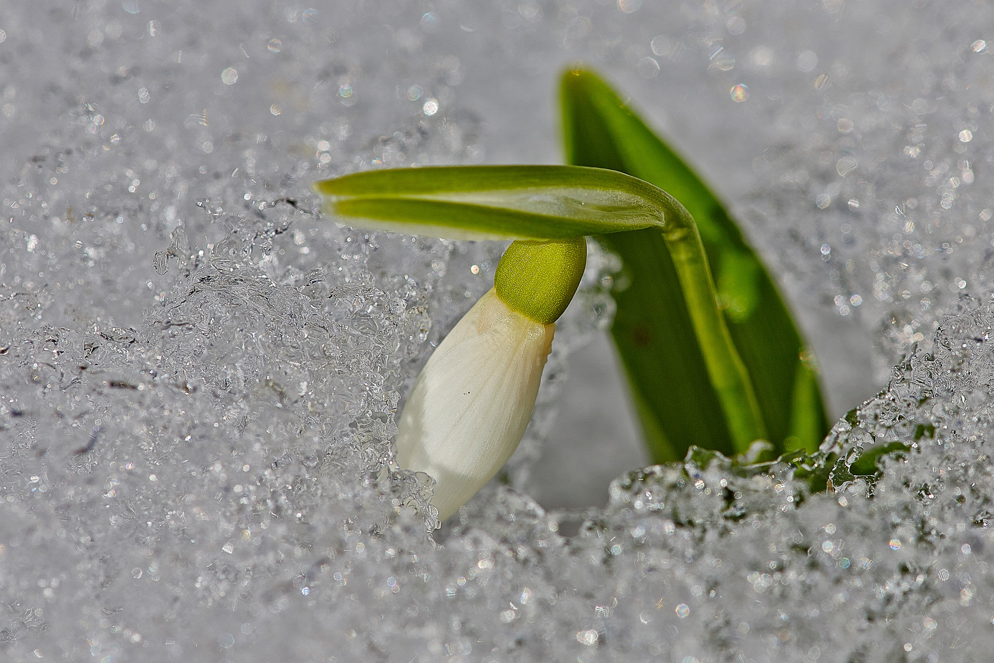 Schneeglöckchen / Galanthus
