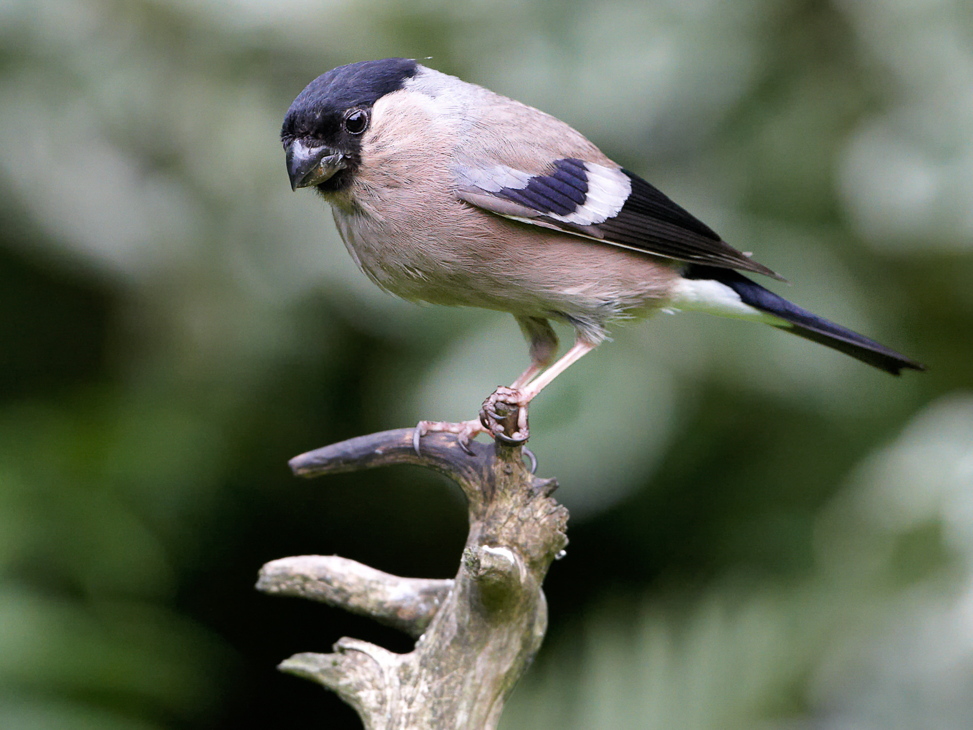 bullfinch (female)