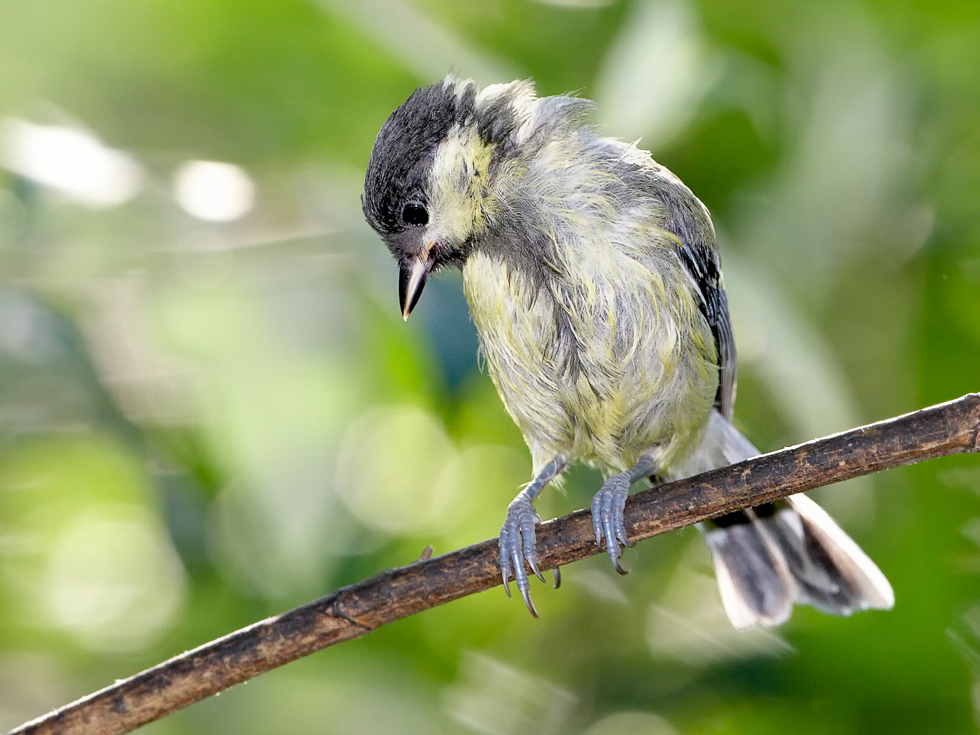 great tit
