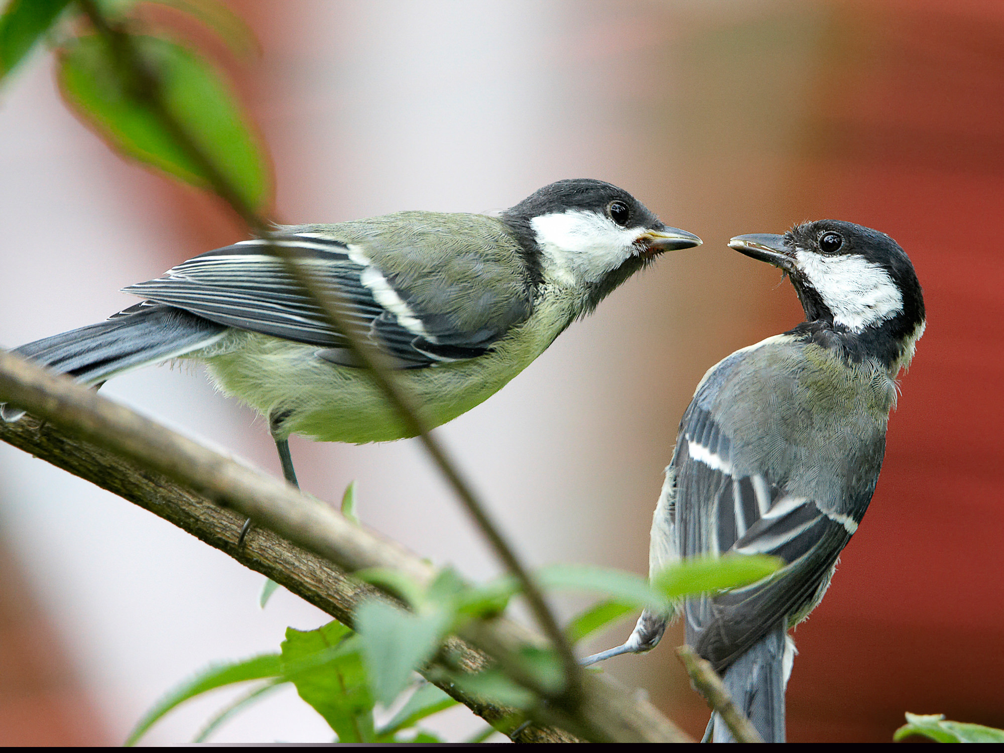 great tit