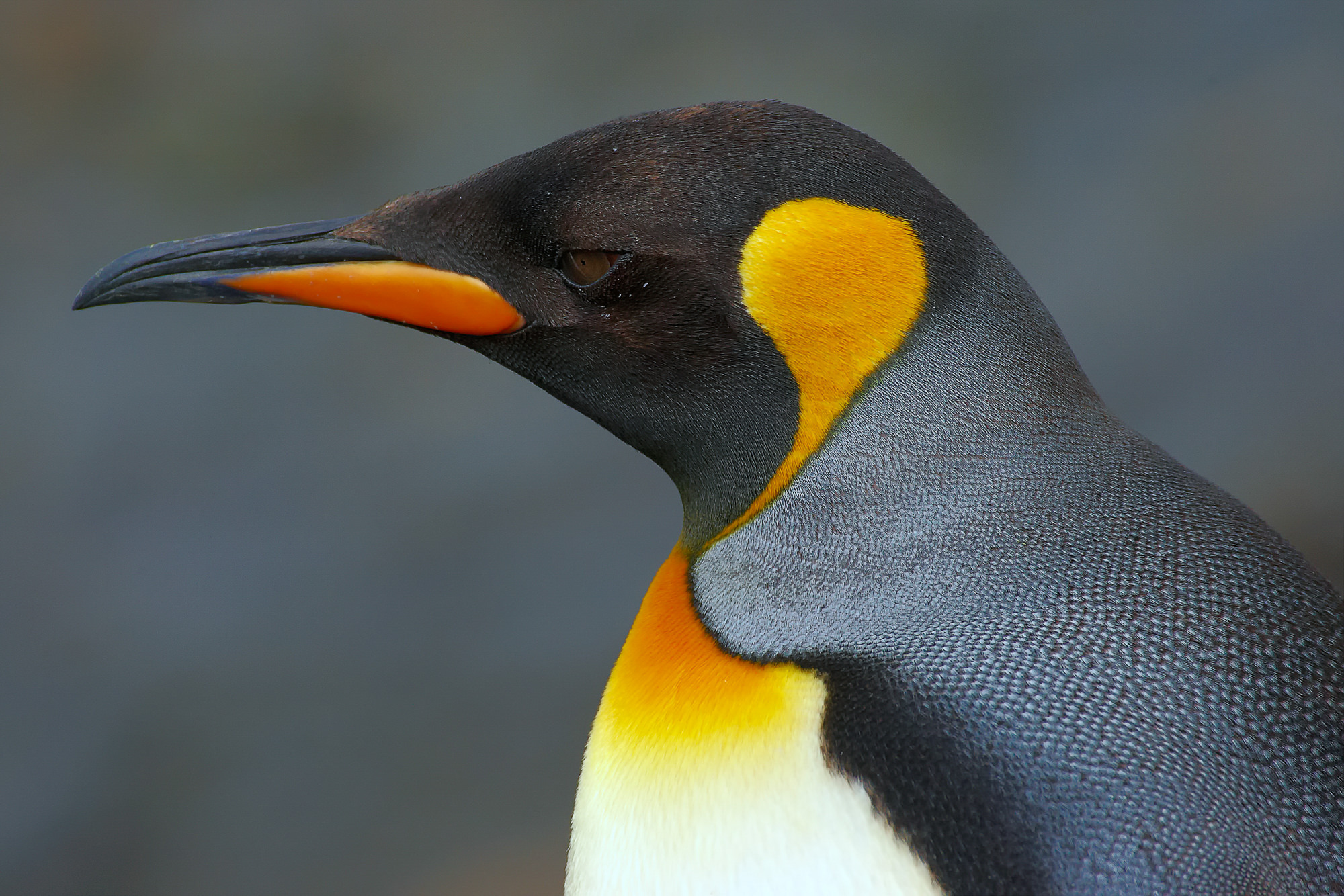 king penguin