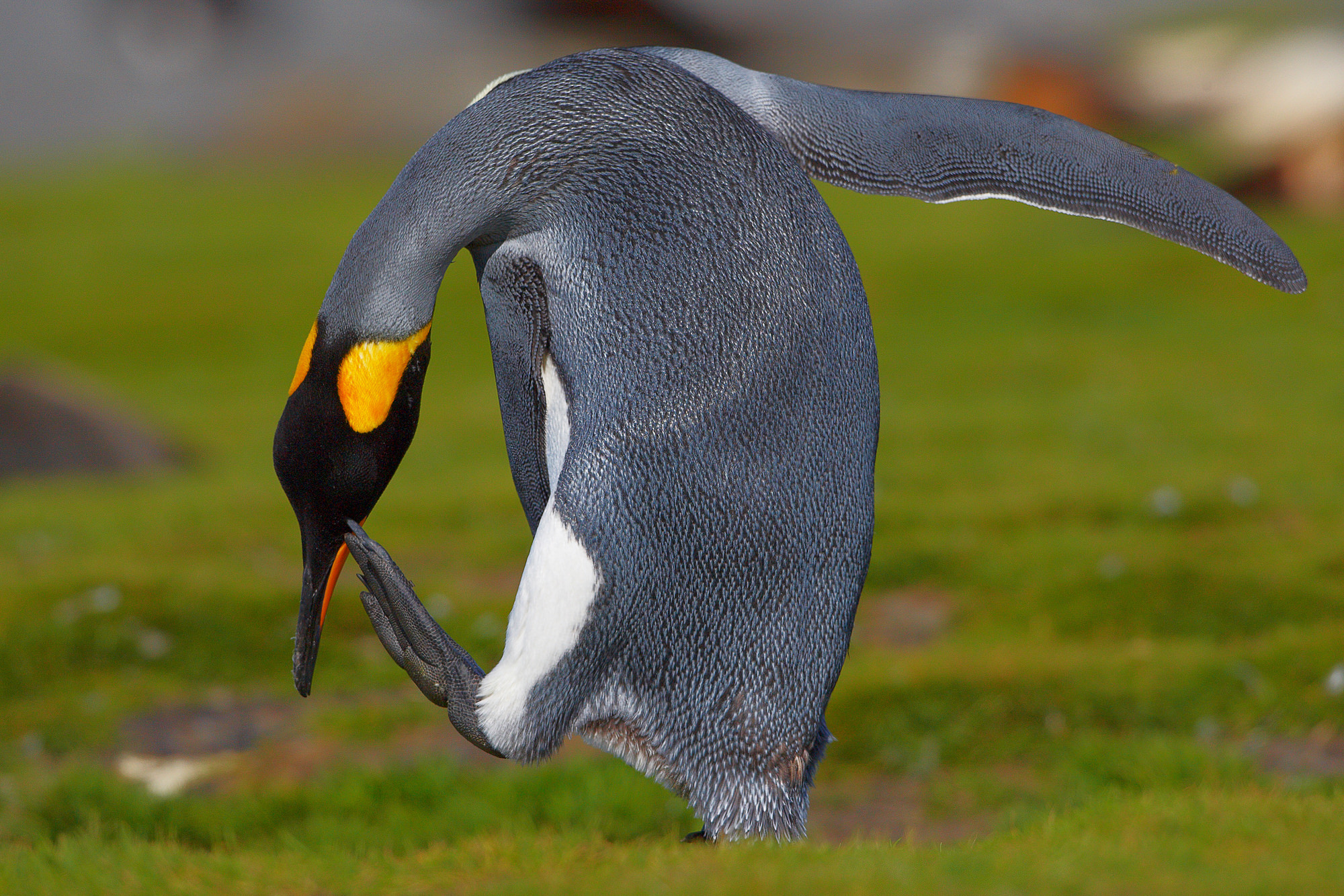king penguin