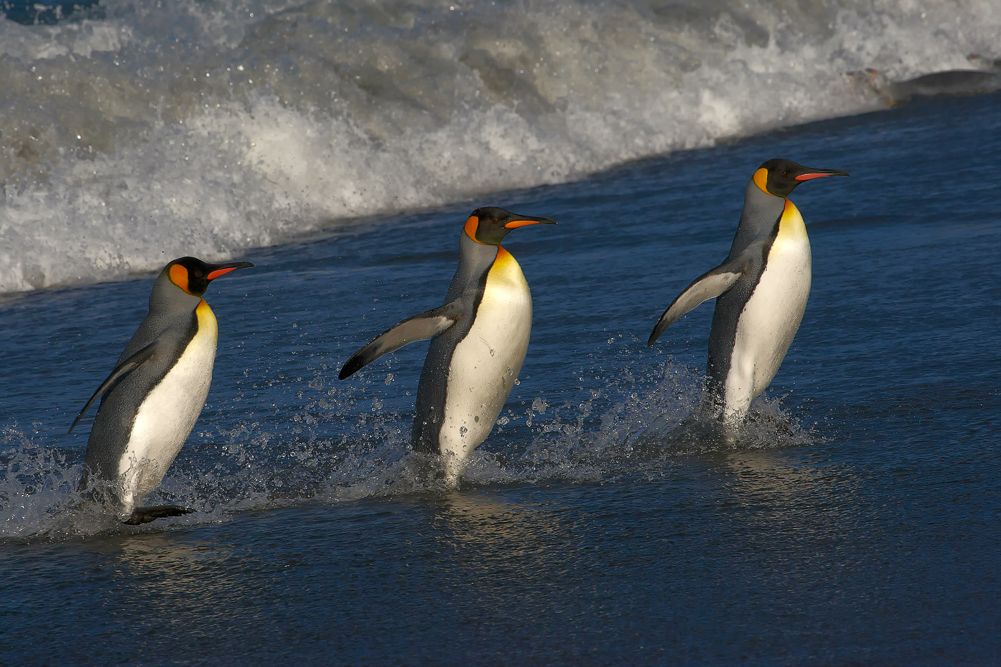 king penguins at Salisbury Plain, South Georgia