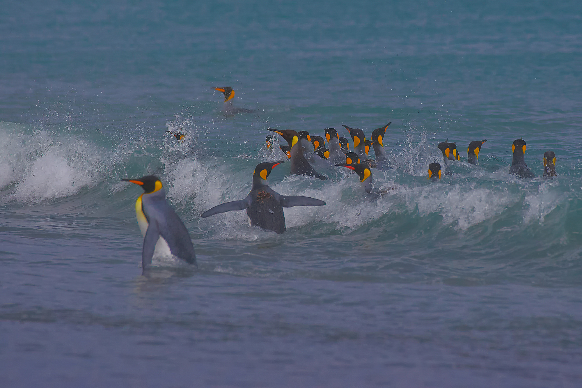 King penguins have fun swimming