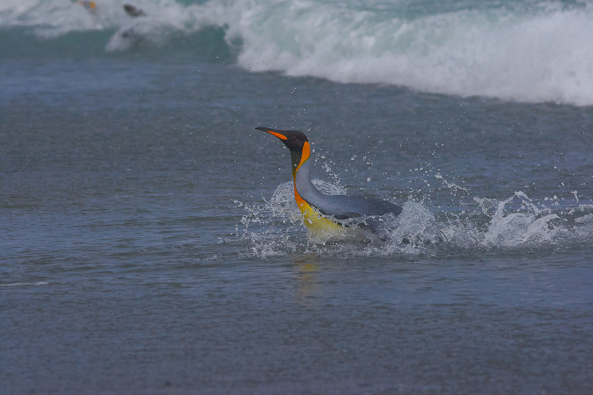 king penguin