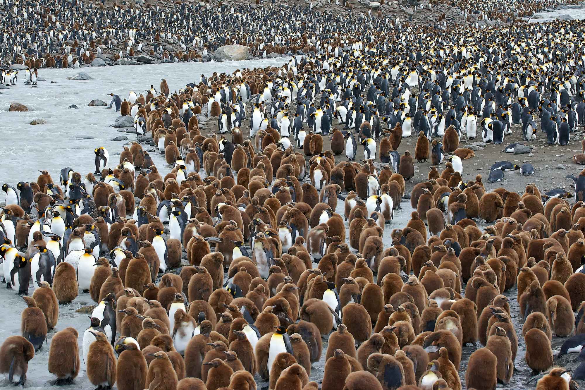king penguins at St. Andrews Bay