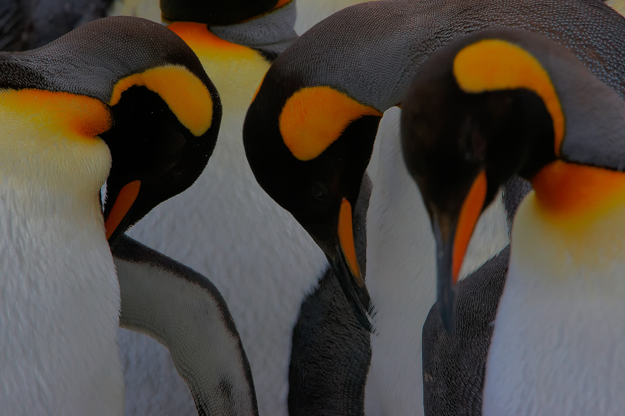king penguin