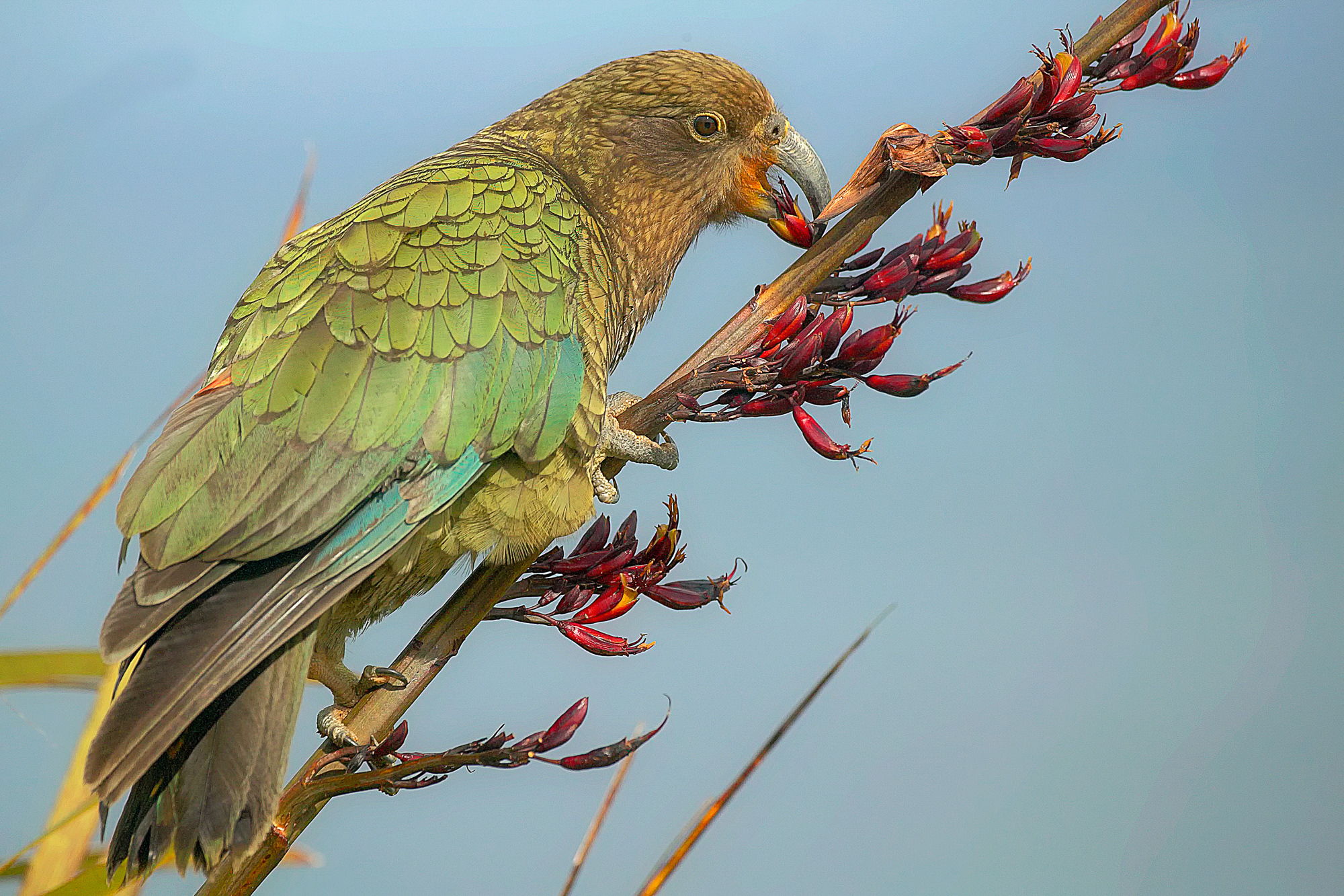 kea