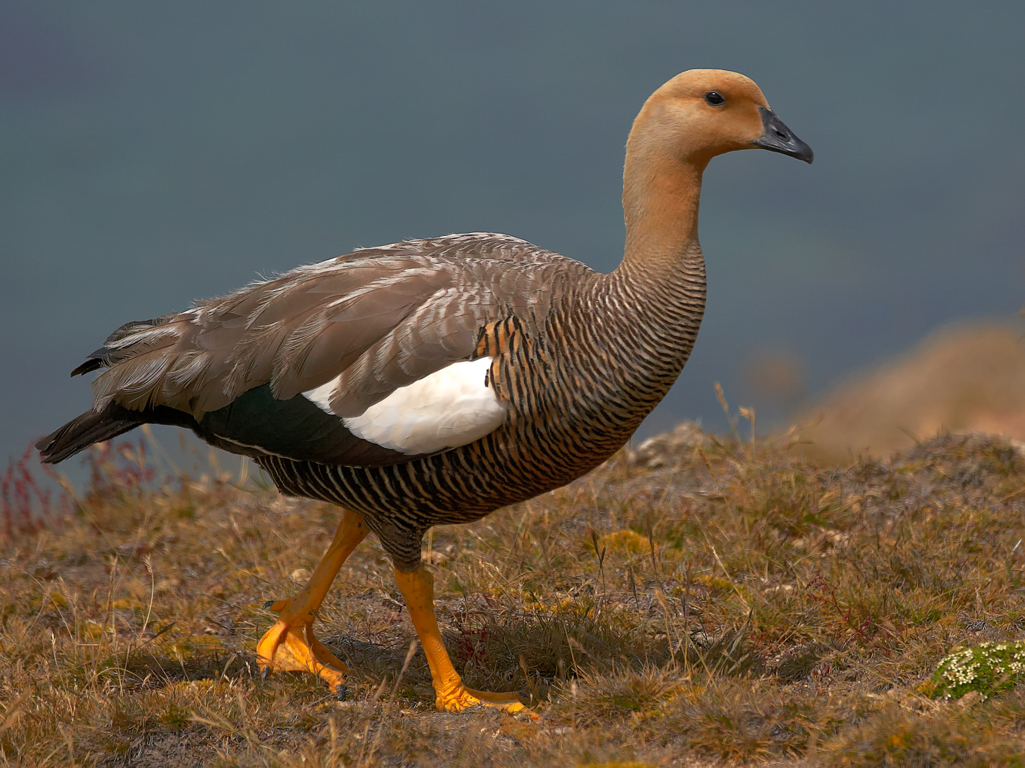 magellamic goose