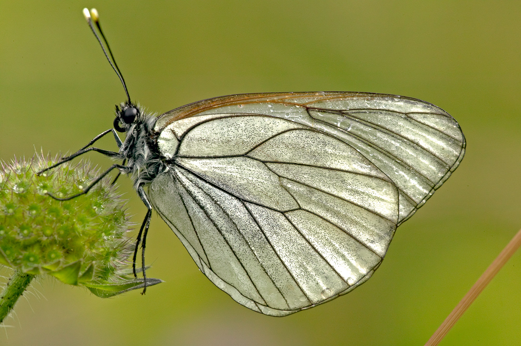 Tree white butterfly