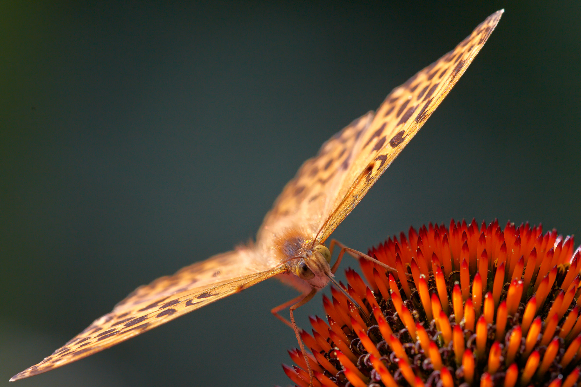 Silver-washed fritillary