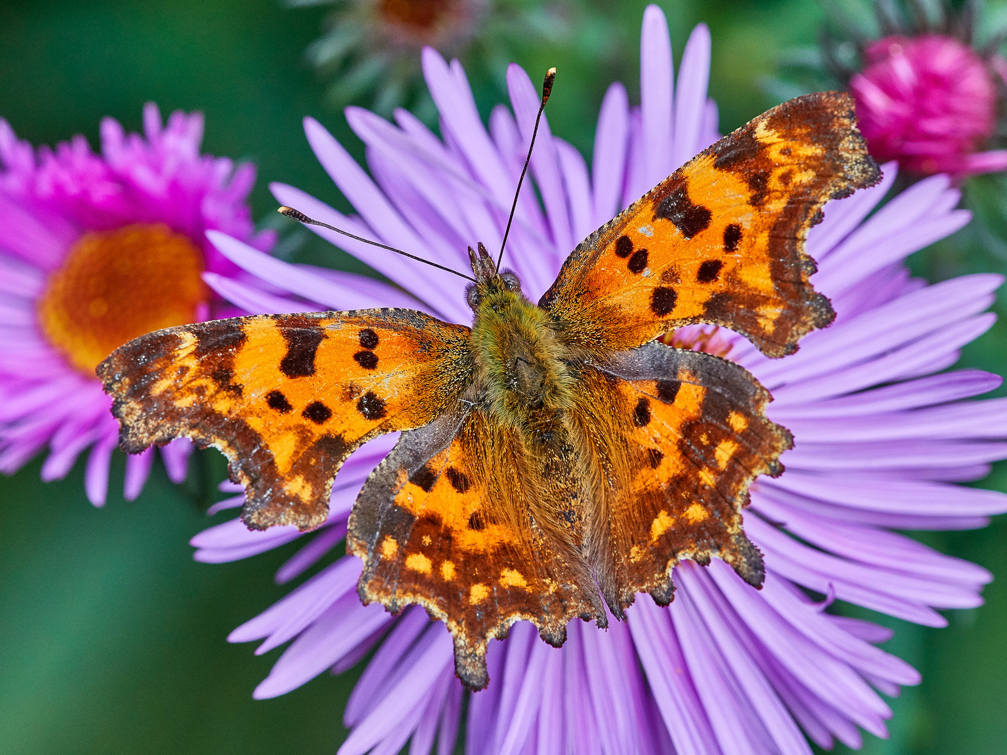 Comma (butterfly)