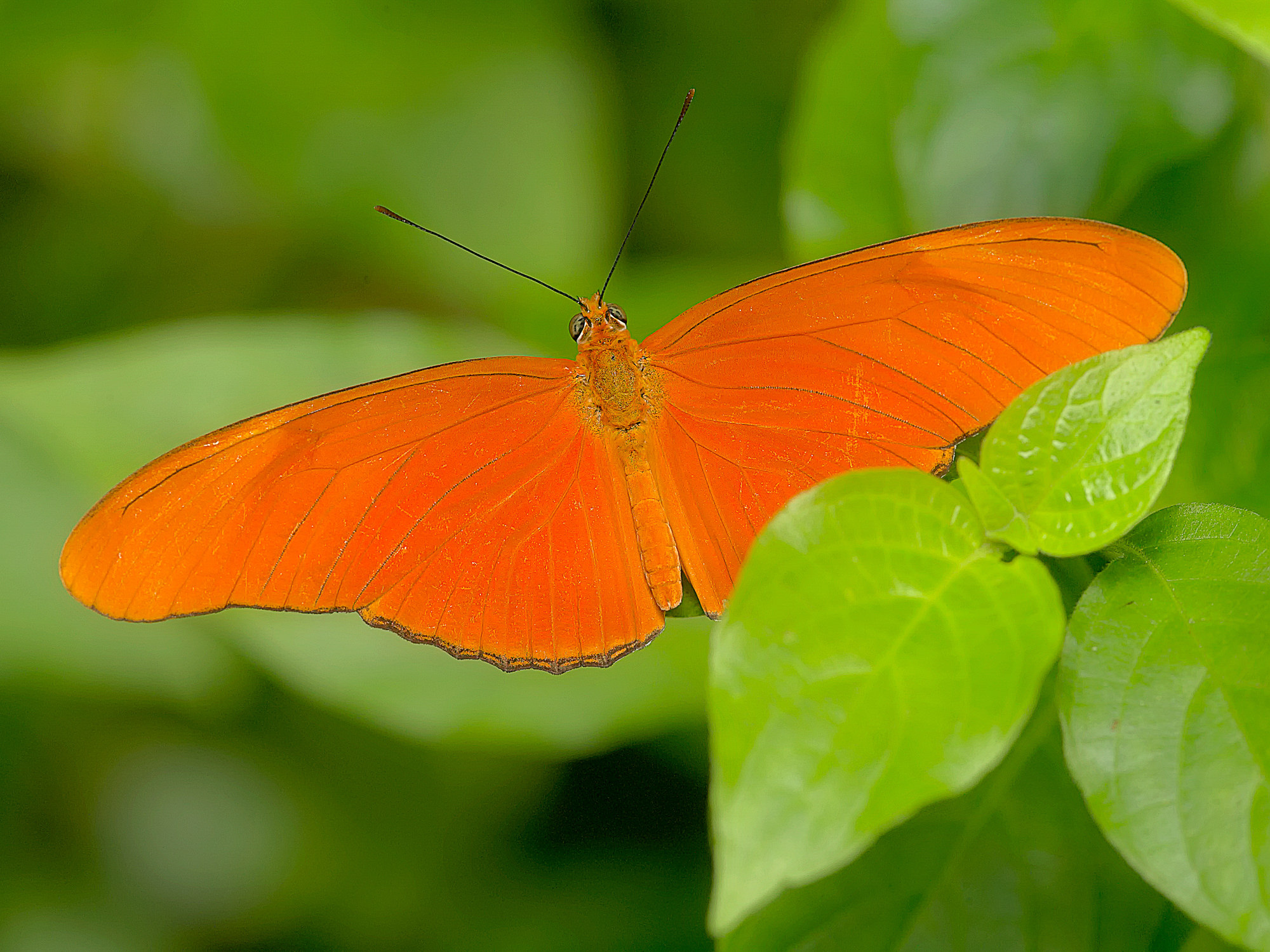 Flame butterfly / Dryas julia