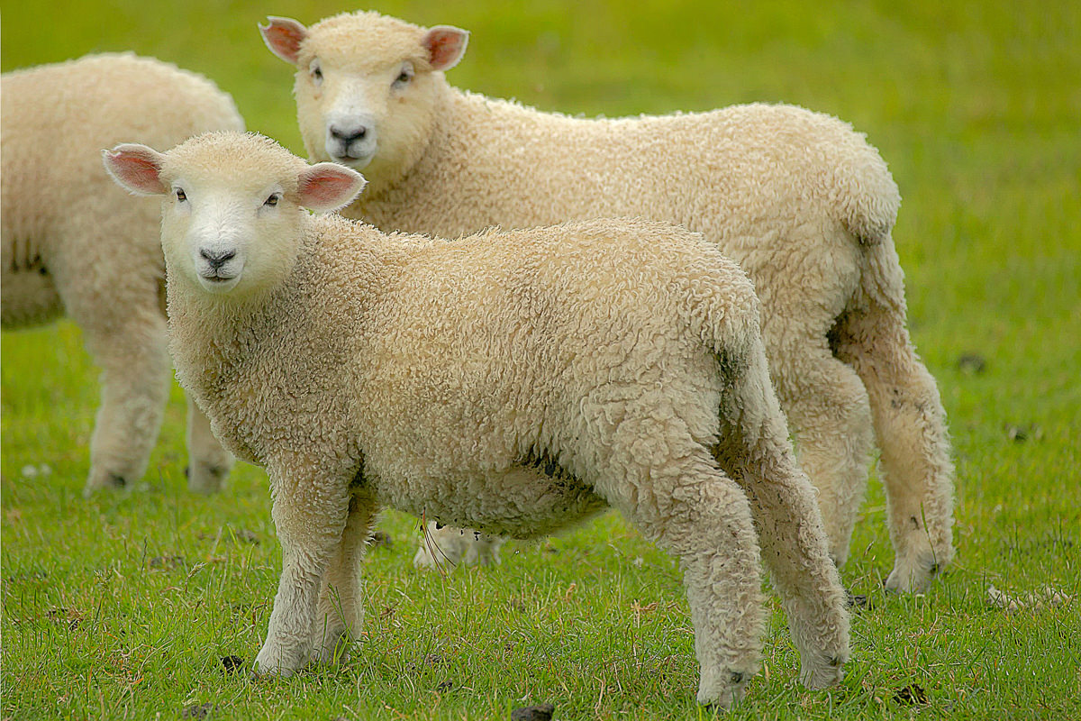 Young sheep in New Zealand