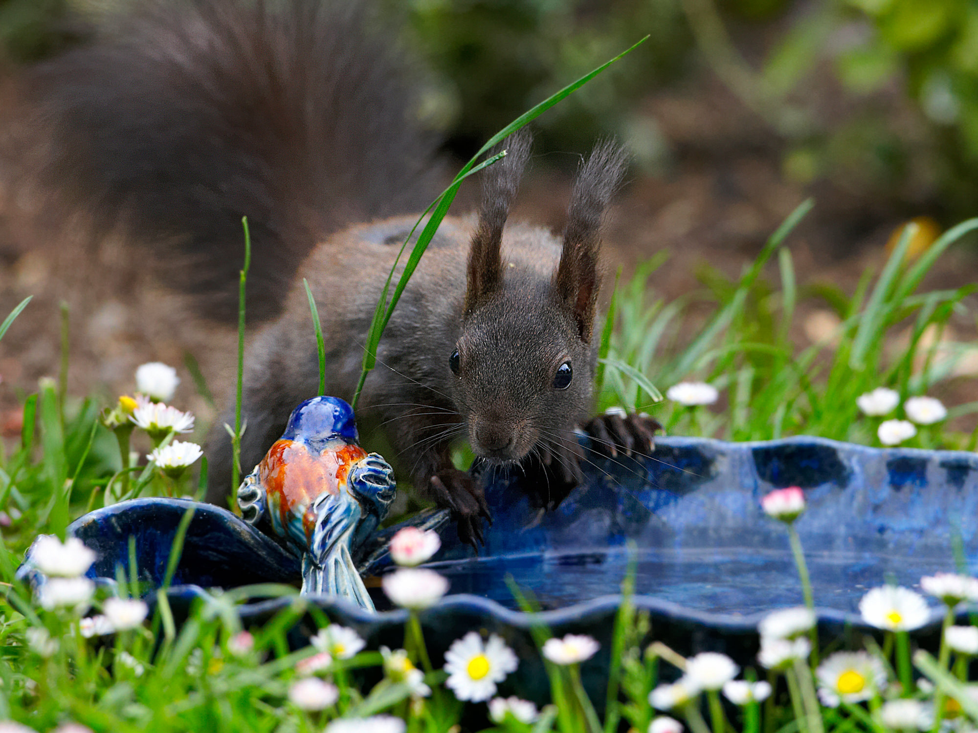 Squirrel in front of the bird bath in the garden