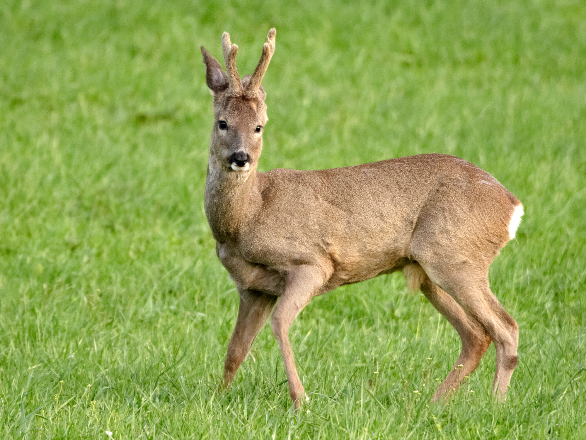 Young roebuck