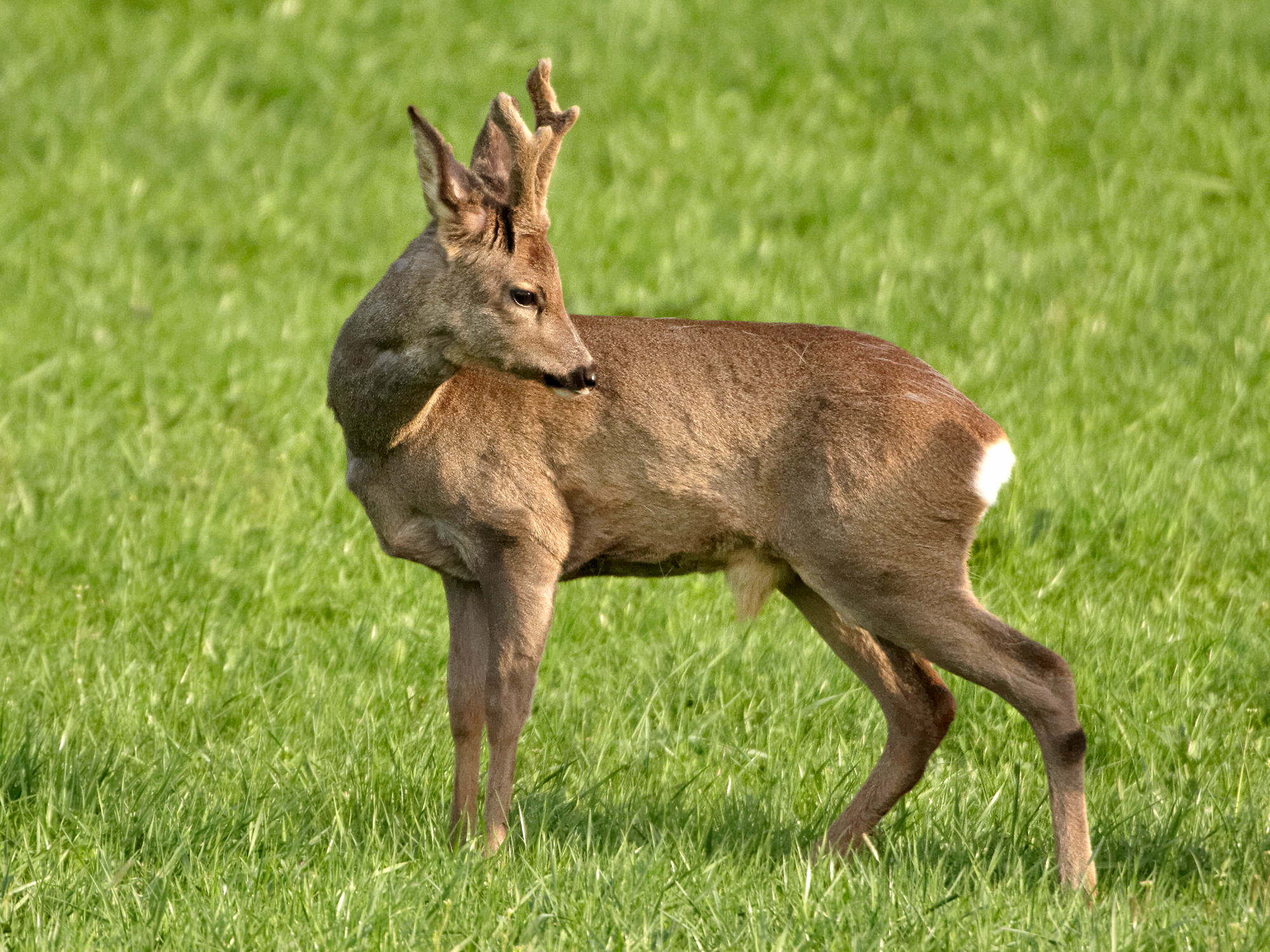 Young roebuck