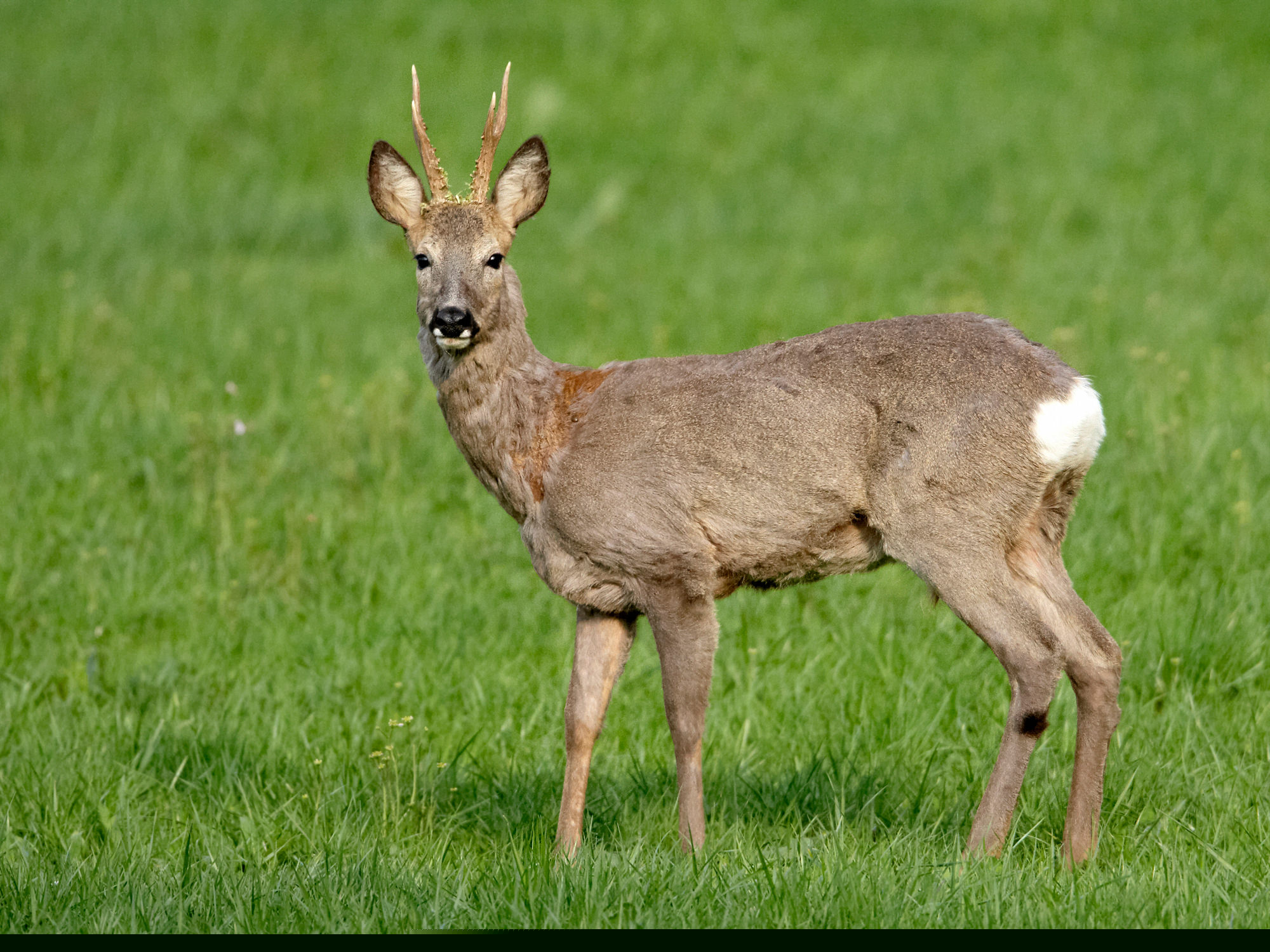 Young roebuck