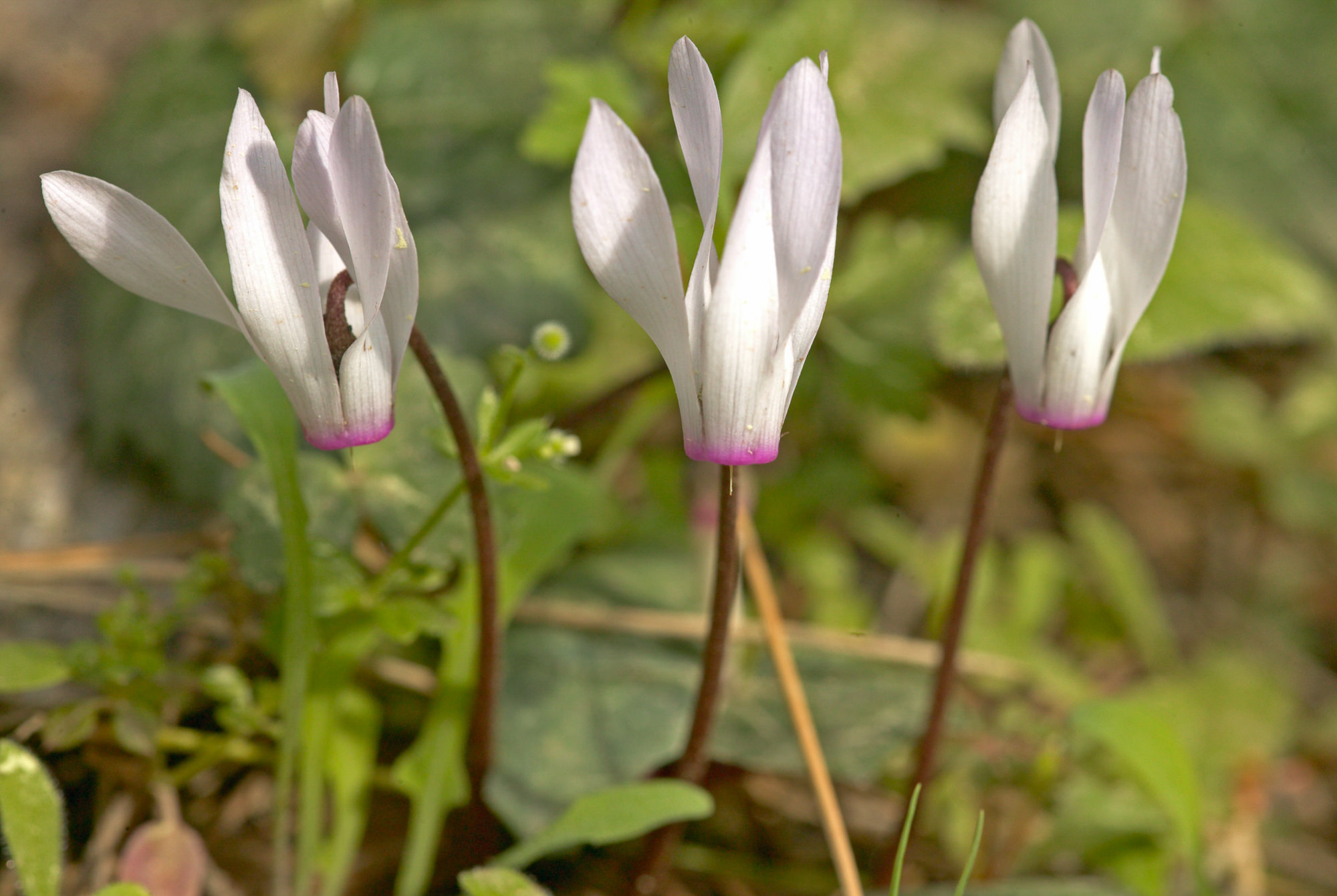 cyclamen