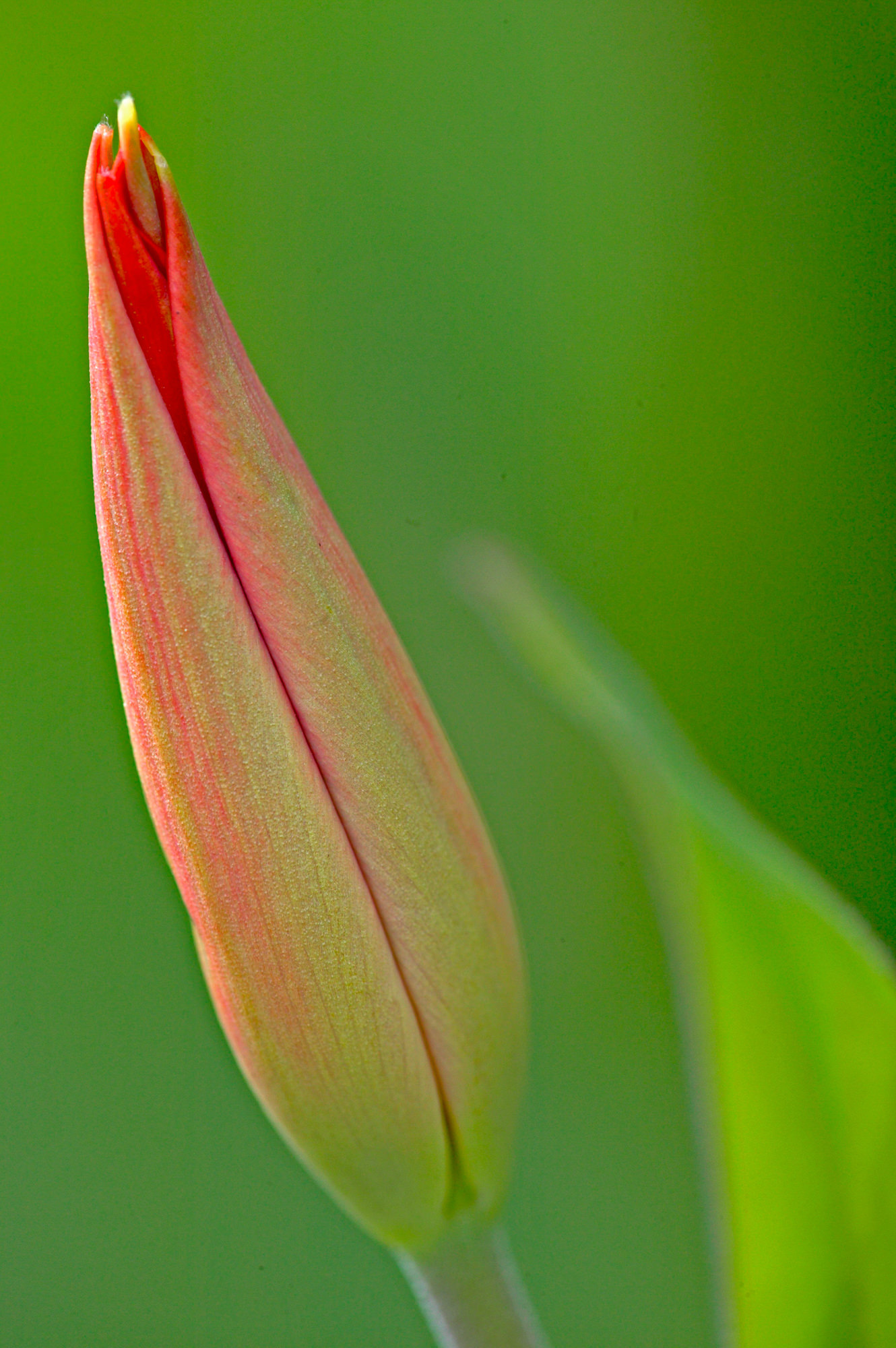 Tulip